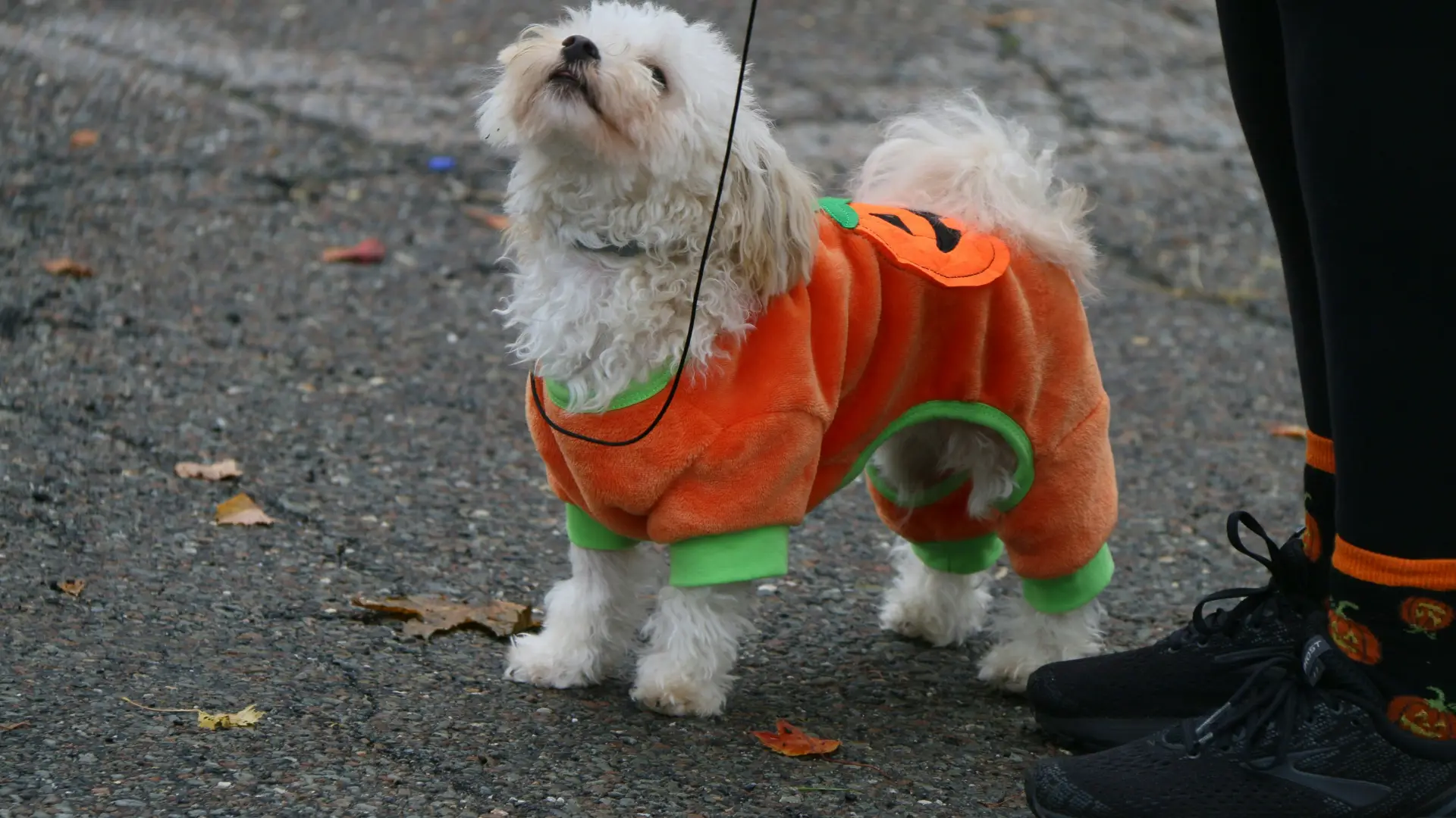 Stock image of small white dog in pumpkin costume on leash at the feet of a person standing on pavement