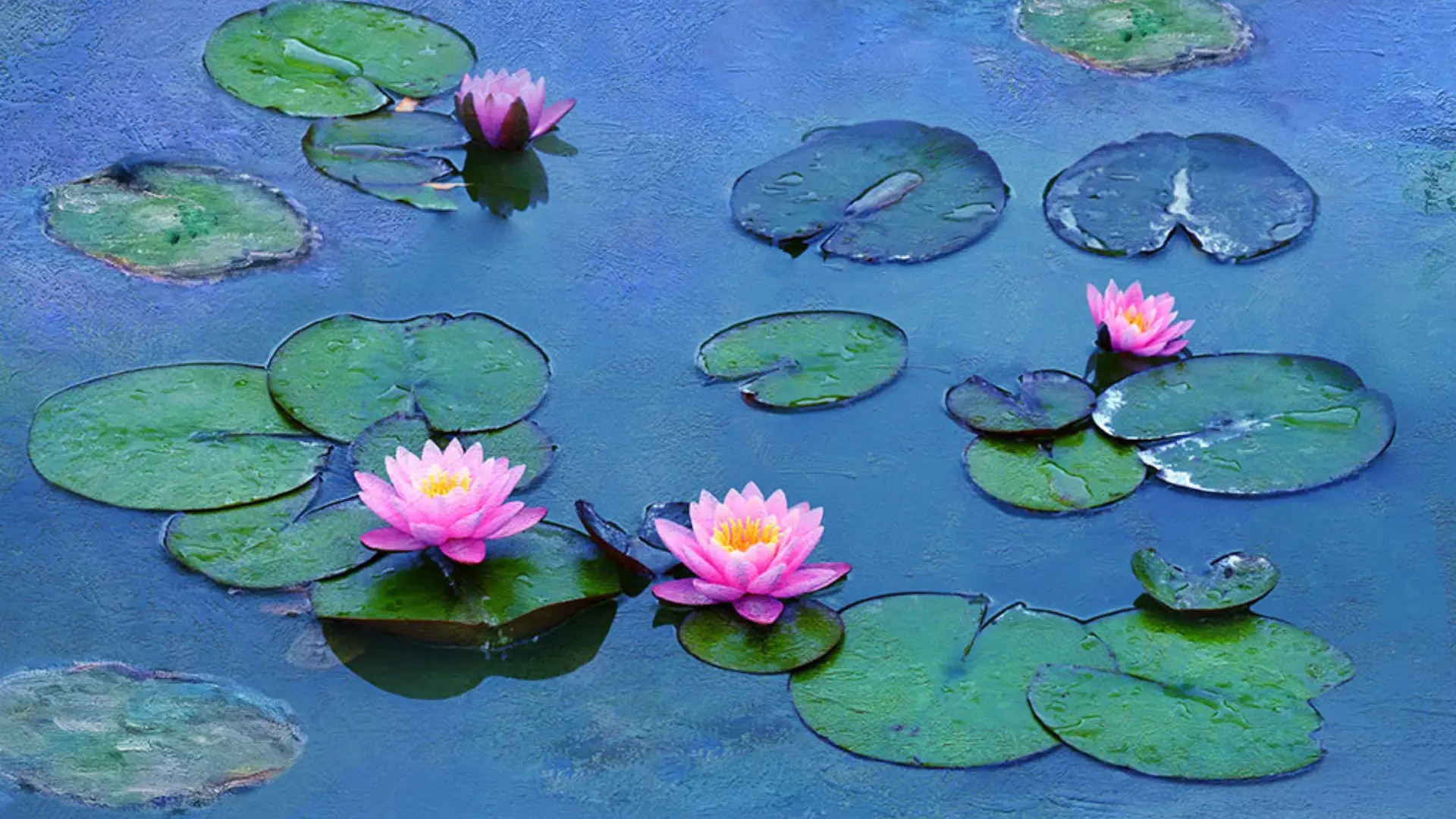Pink water lilies on water
