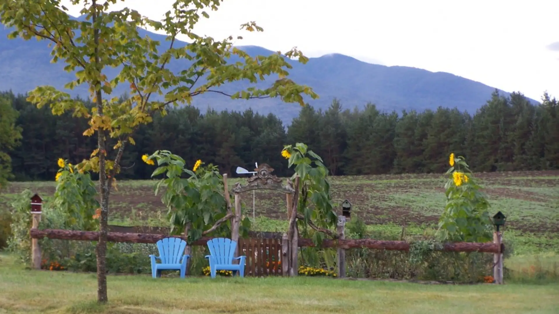 Potato fields