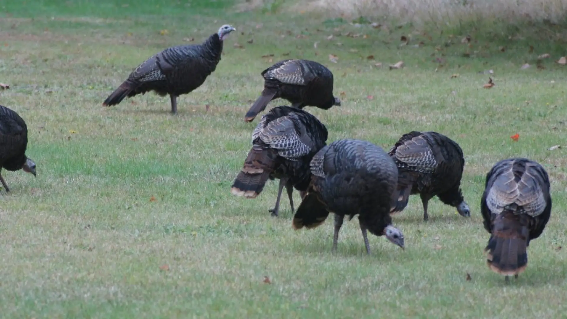 turkeys star lake