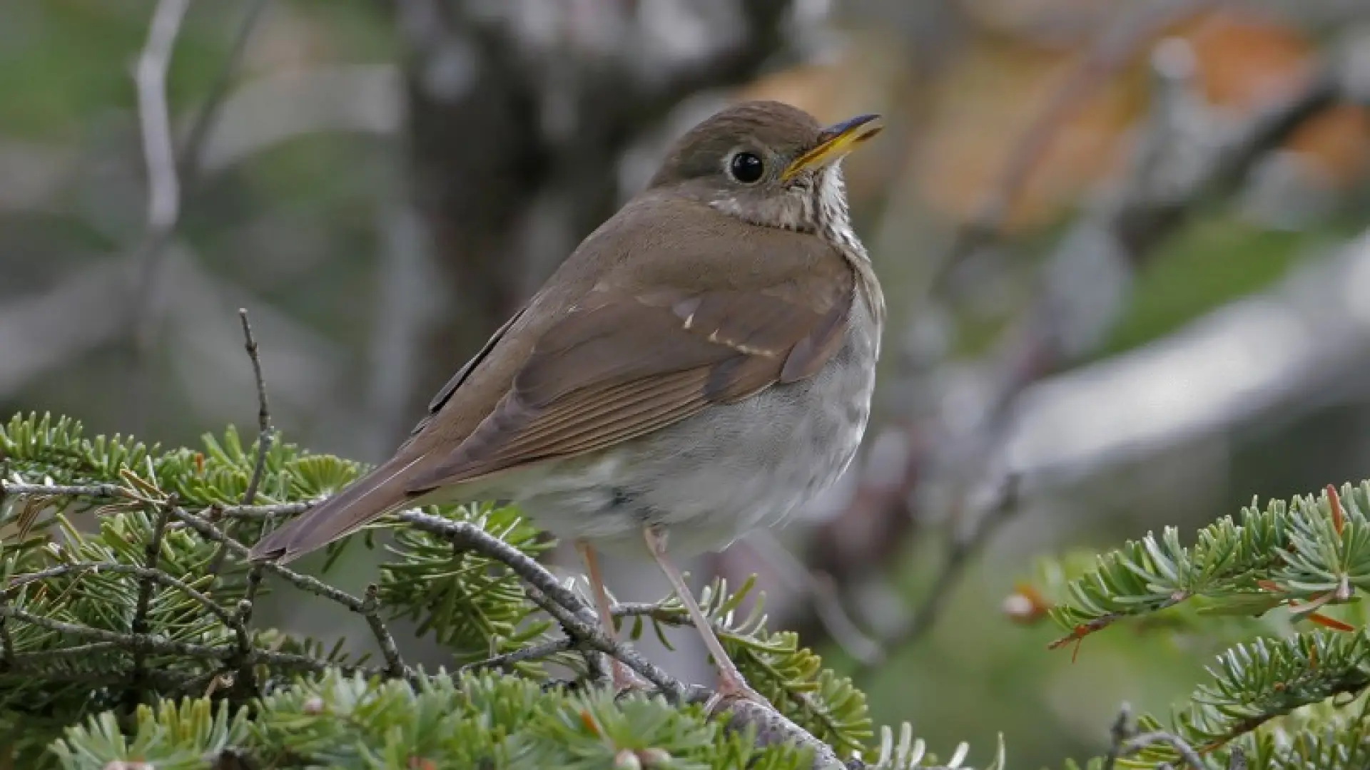 bicknell's thrush - Larry