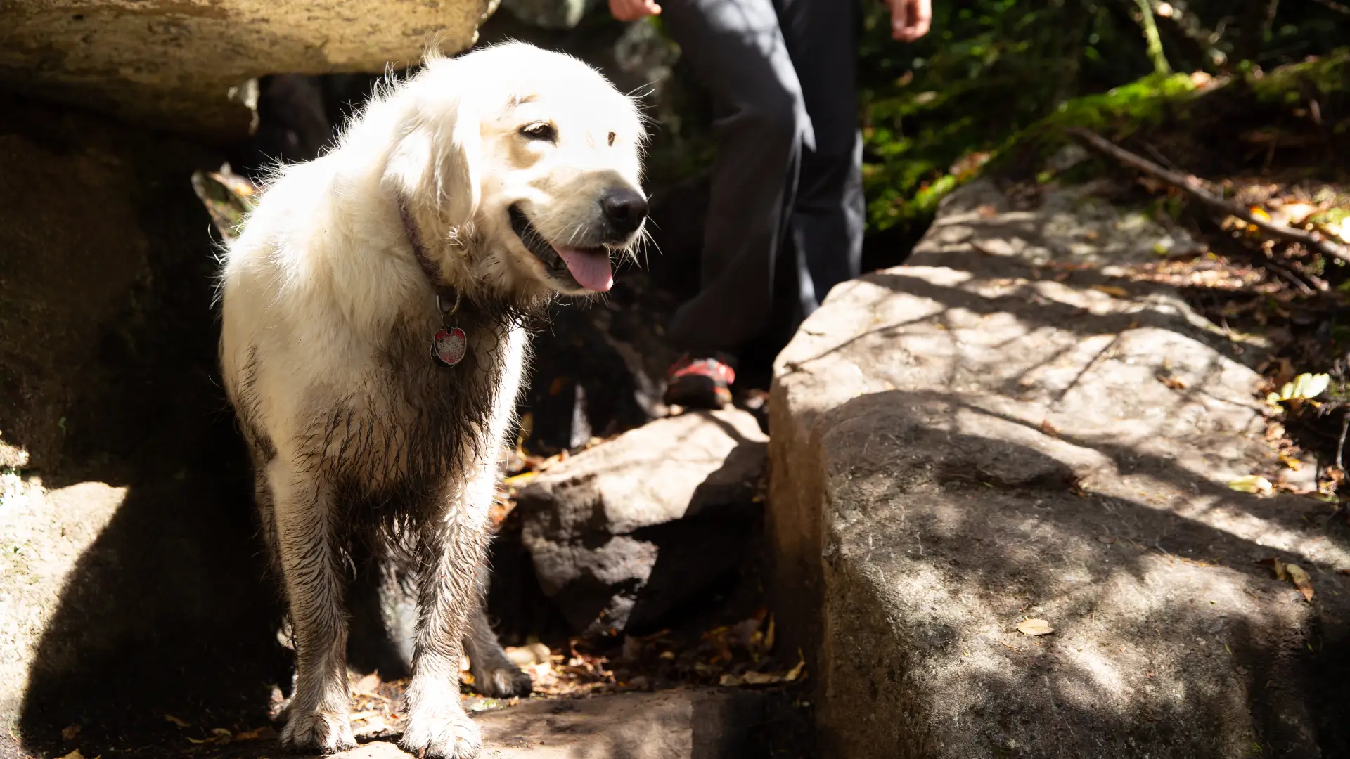 A dog hiking the trail on McKenzie Mountain