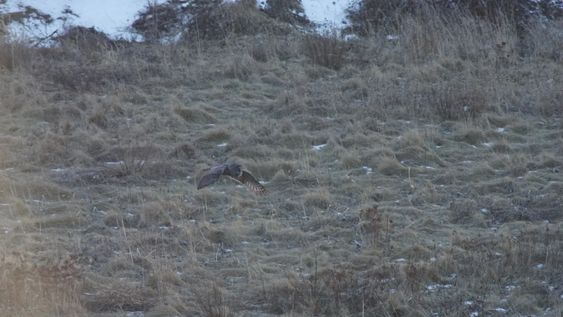 Watching the owl hunt over the fields in Keene is amazing!