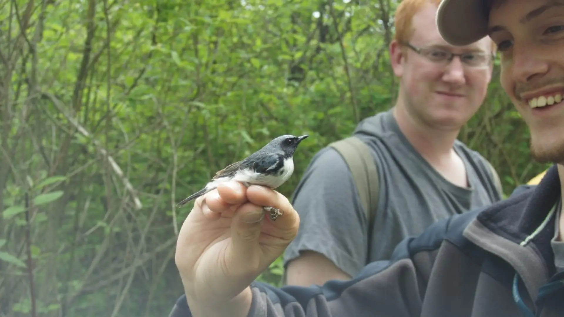 Black-throated Blue Warbler