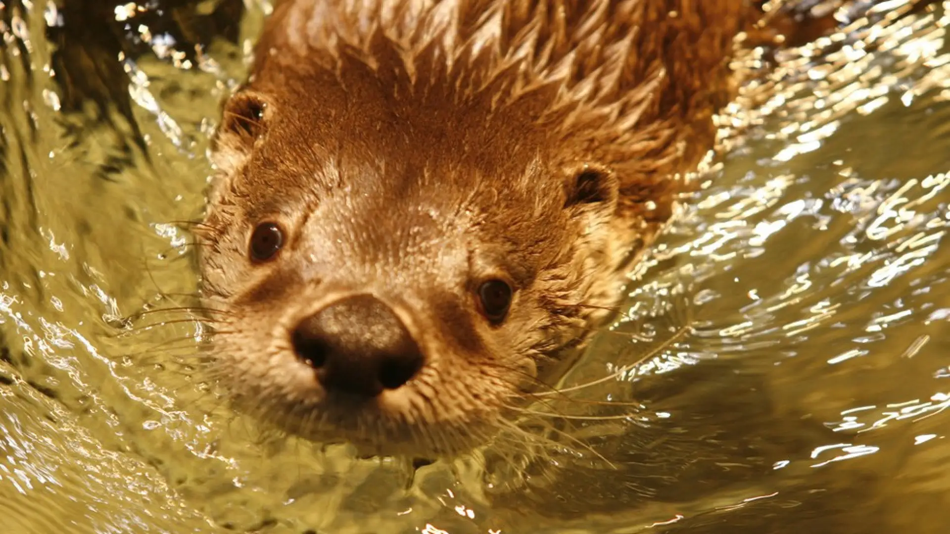Closeup of one of the live otters swimming at The Wild Center