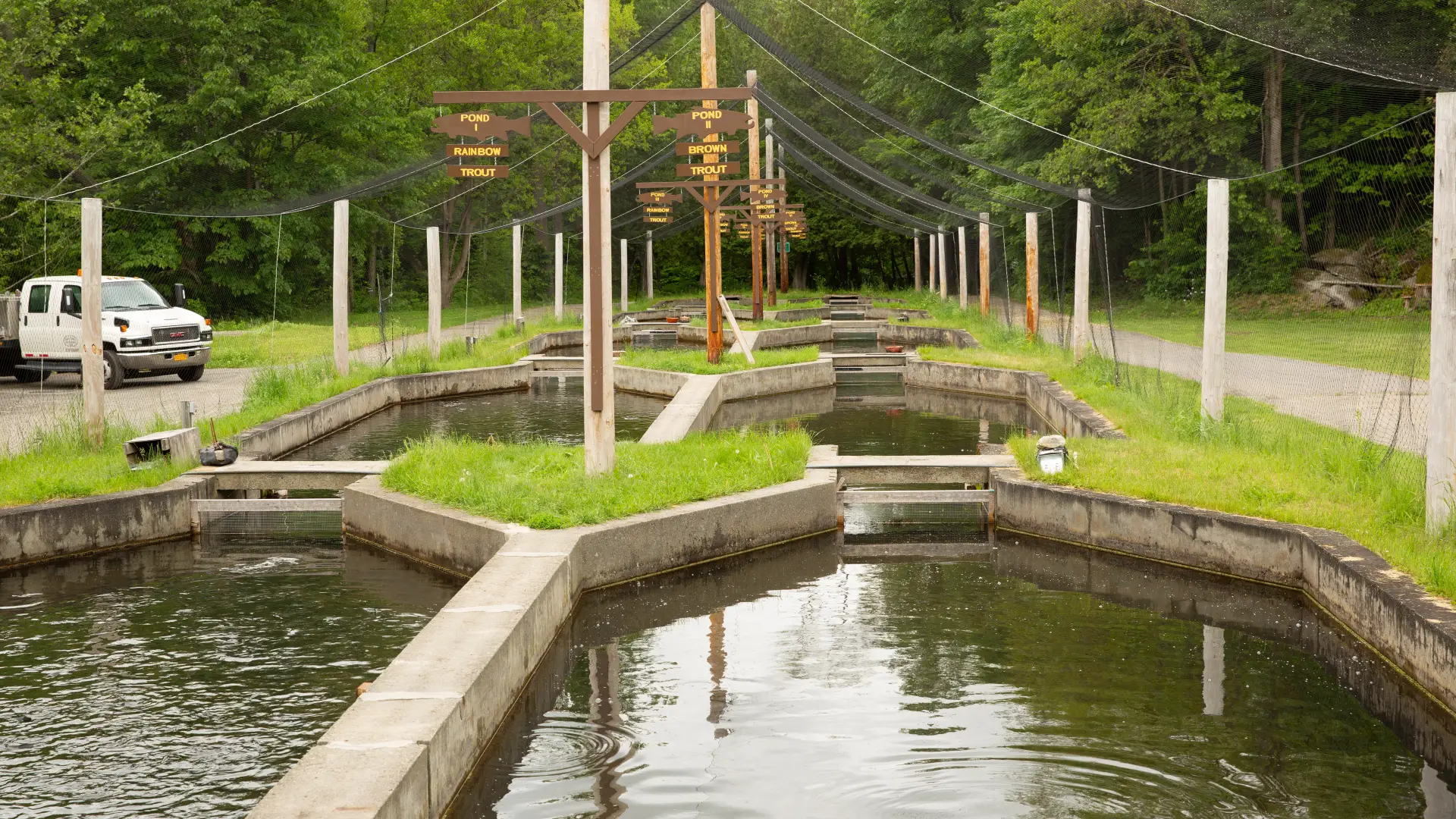 Here's where the baby fish get exposed to more natural environments.