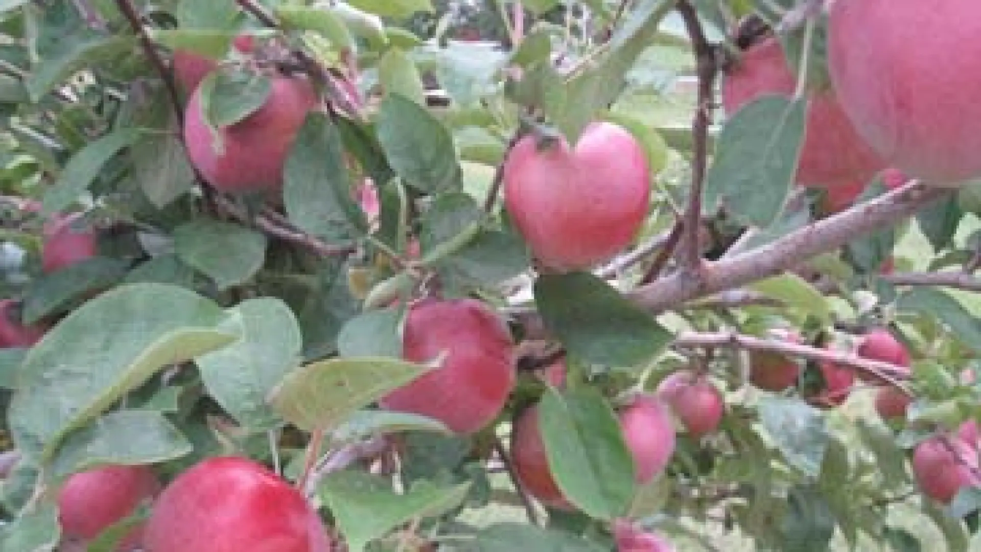 applejacks orchard apple tree
