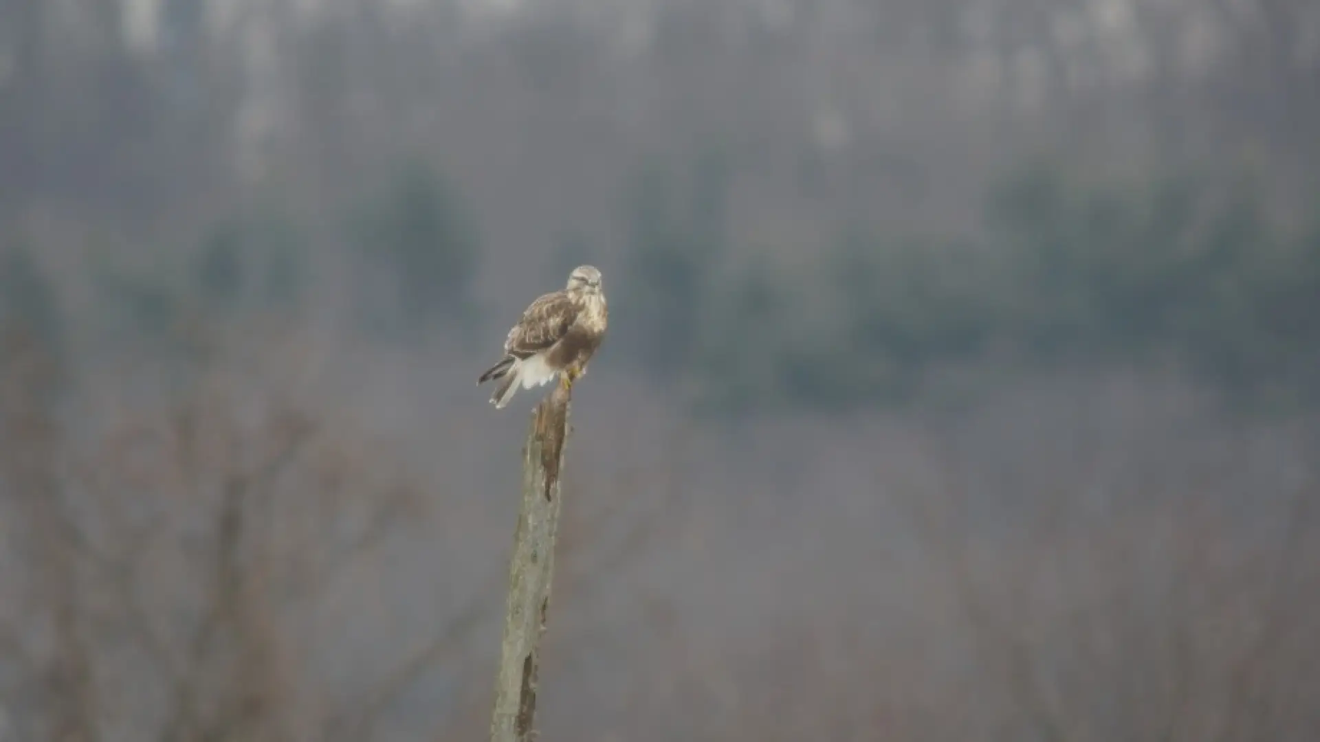 rough-legged hawk
