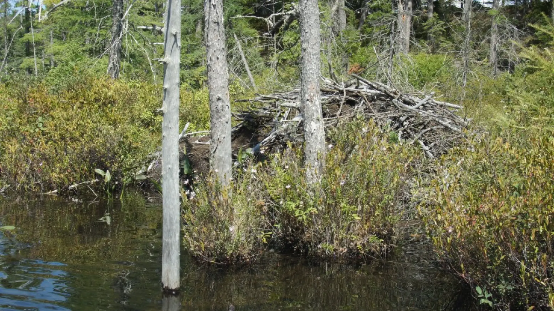 Beaver lodge Massawepie