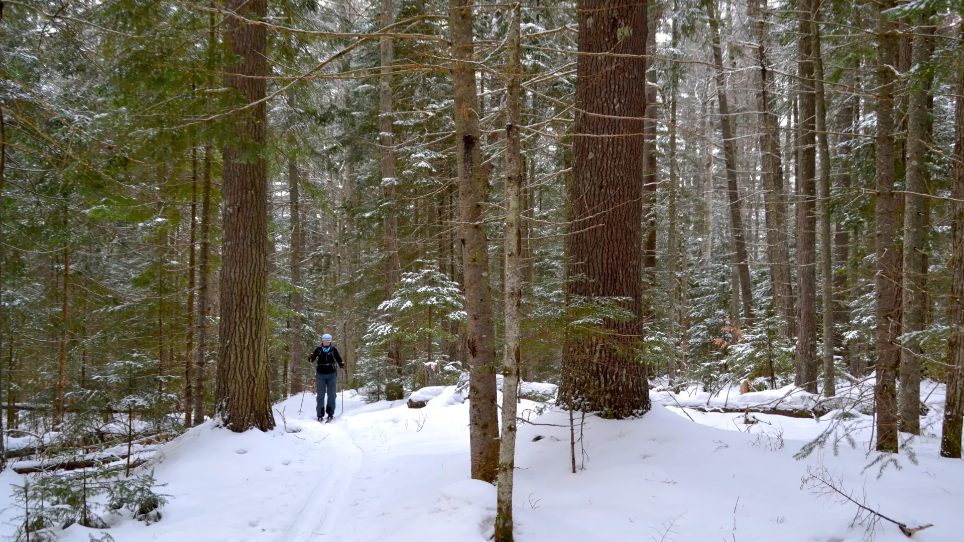 Varied kinds of forest along the Jackrabbit Trail.
