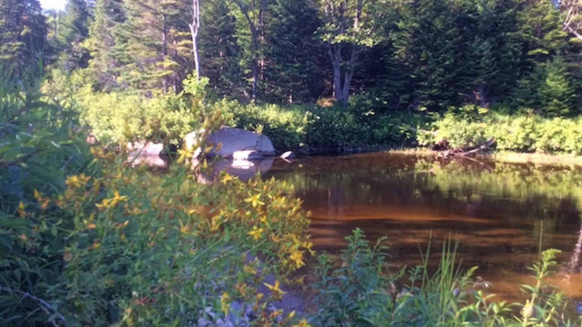 The other side of Route 86 at the end of River Road, with a golden clump of St. John's wort in the foreground.