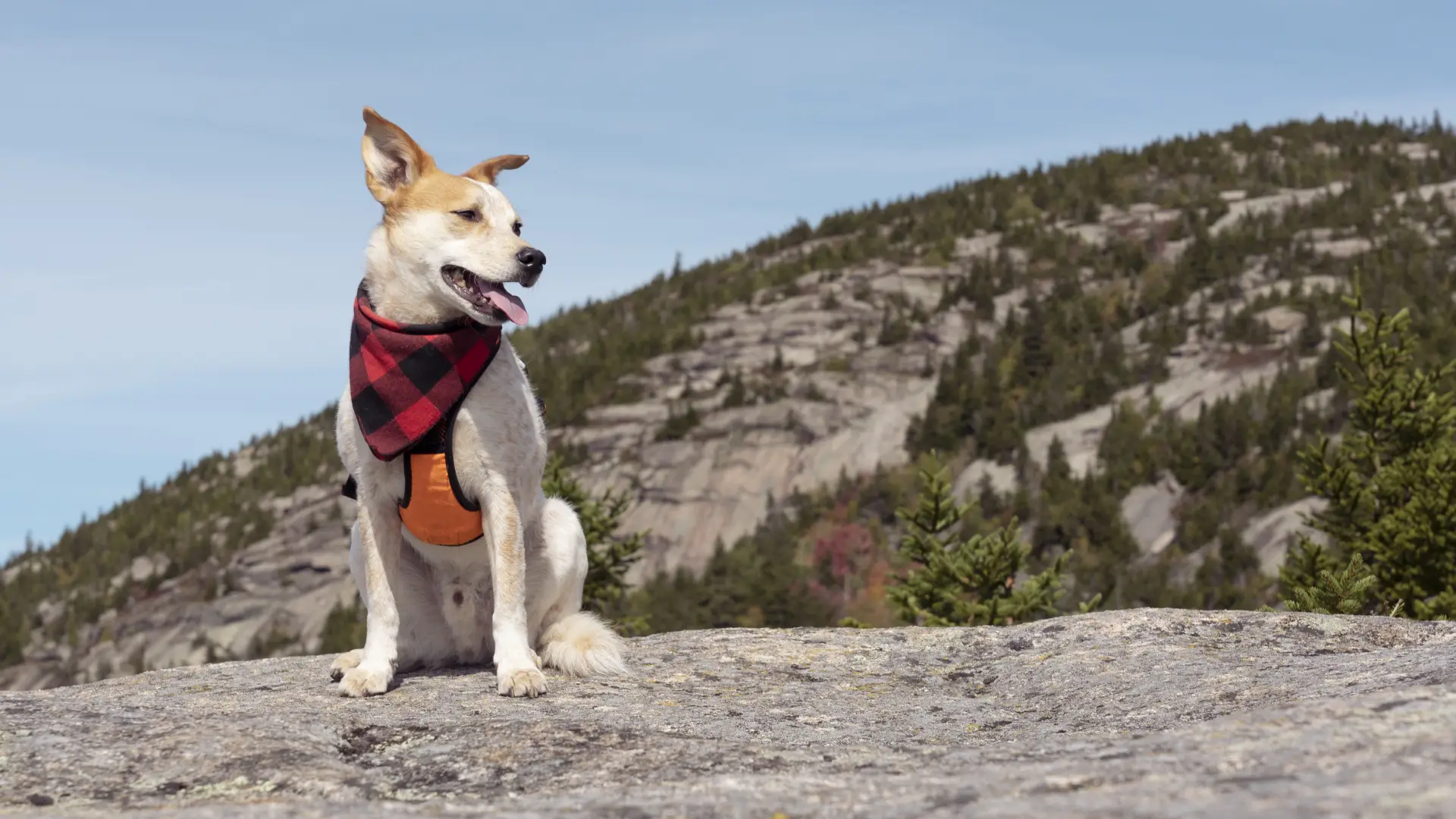 A dog at the false summit of a bigger summit