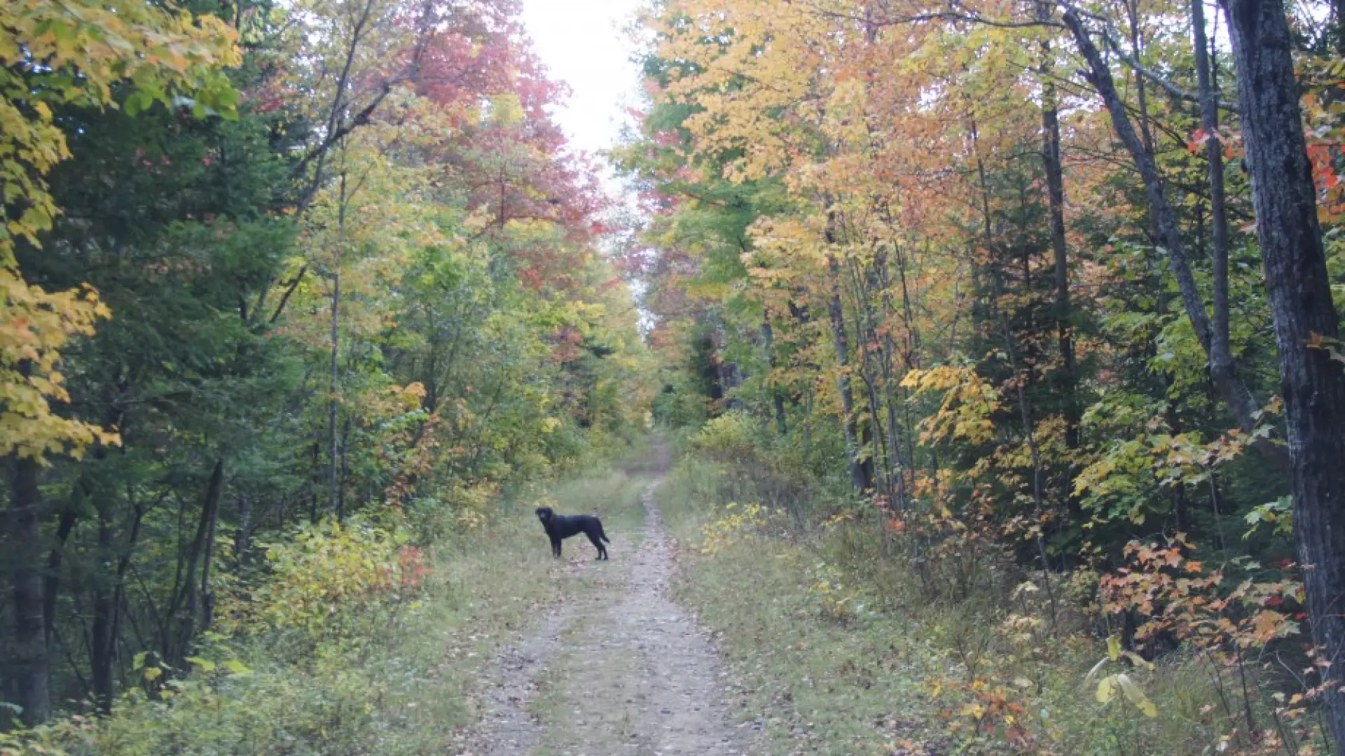 Bloomingdale Bog Fall