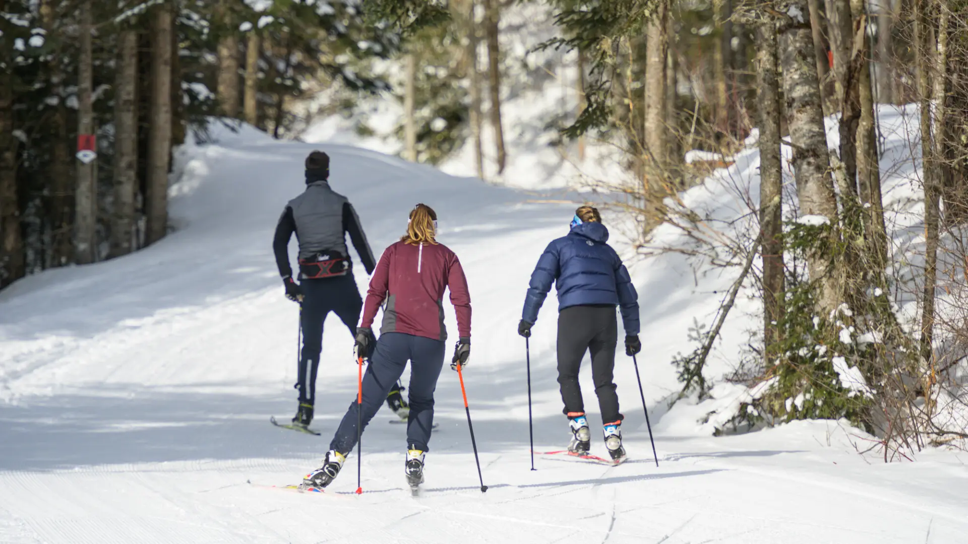 Three adults on cross-country skis ski away from the camera on a snowy woods trail.