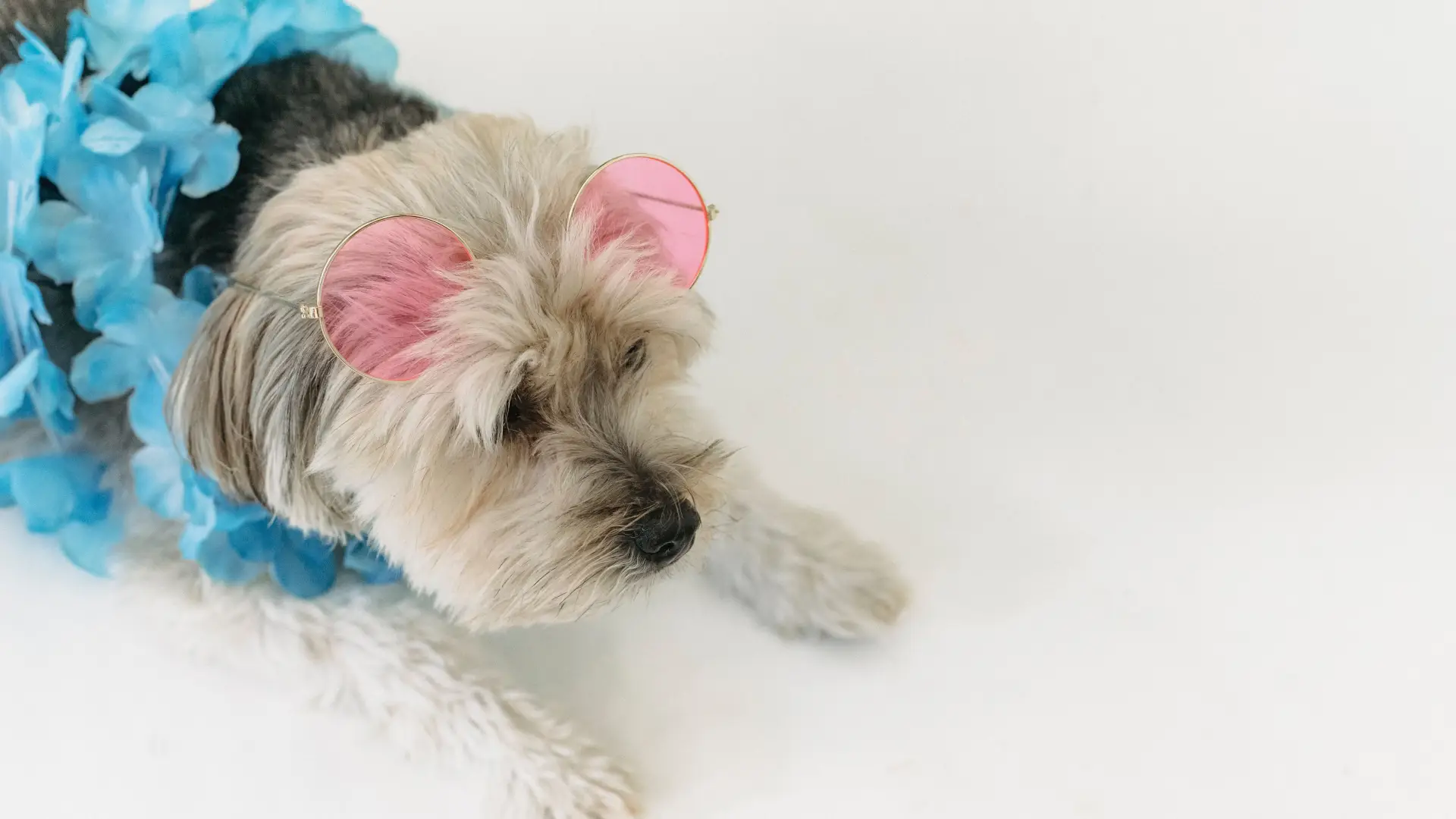 Small white dog lying down wearing pink sunglasses atop head and a blue flower lei