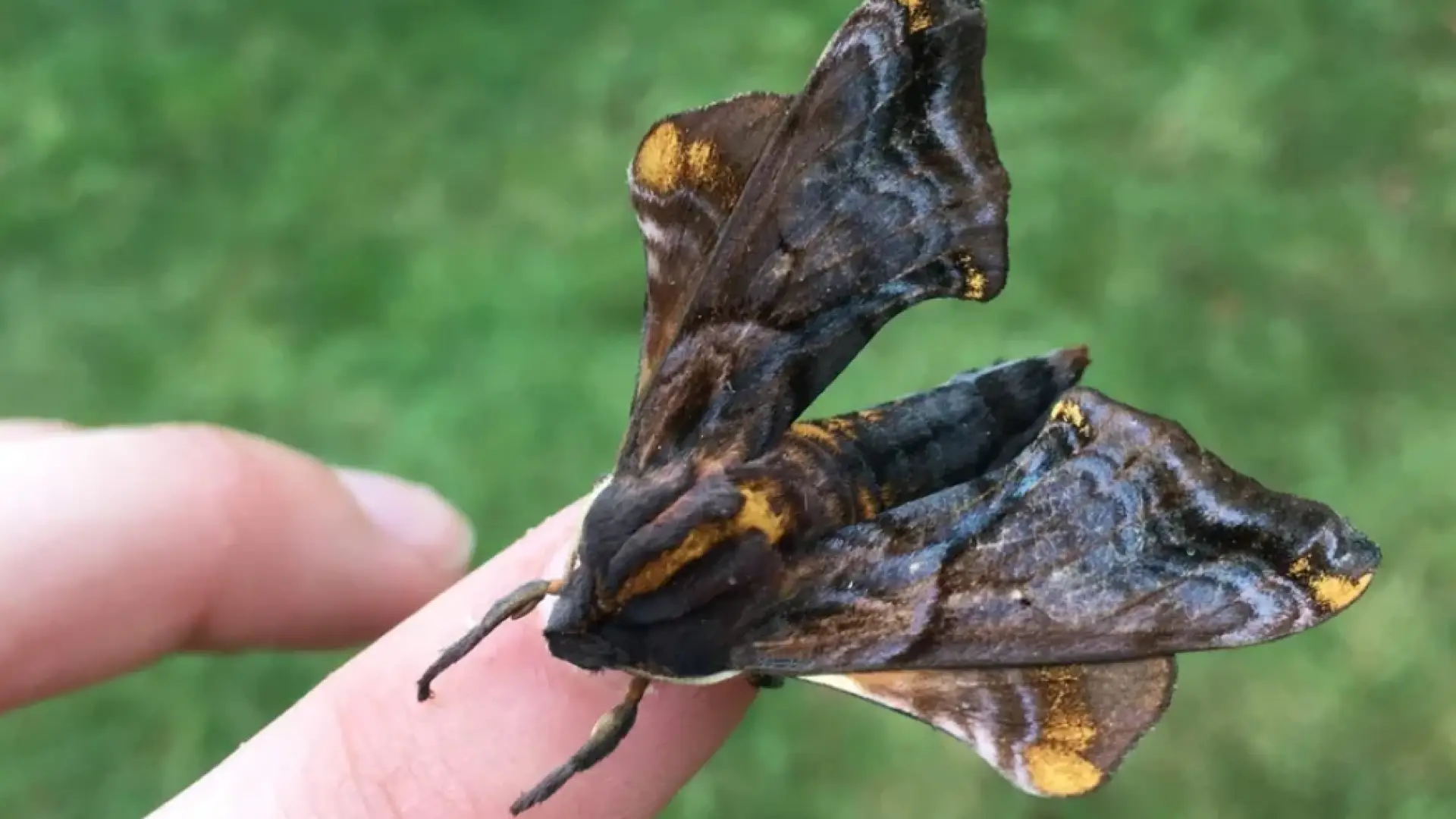 Brown and gold moth sits on person's finger over green grass