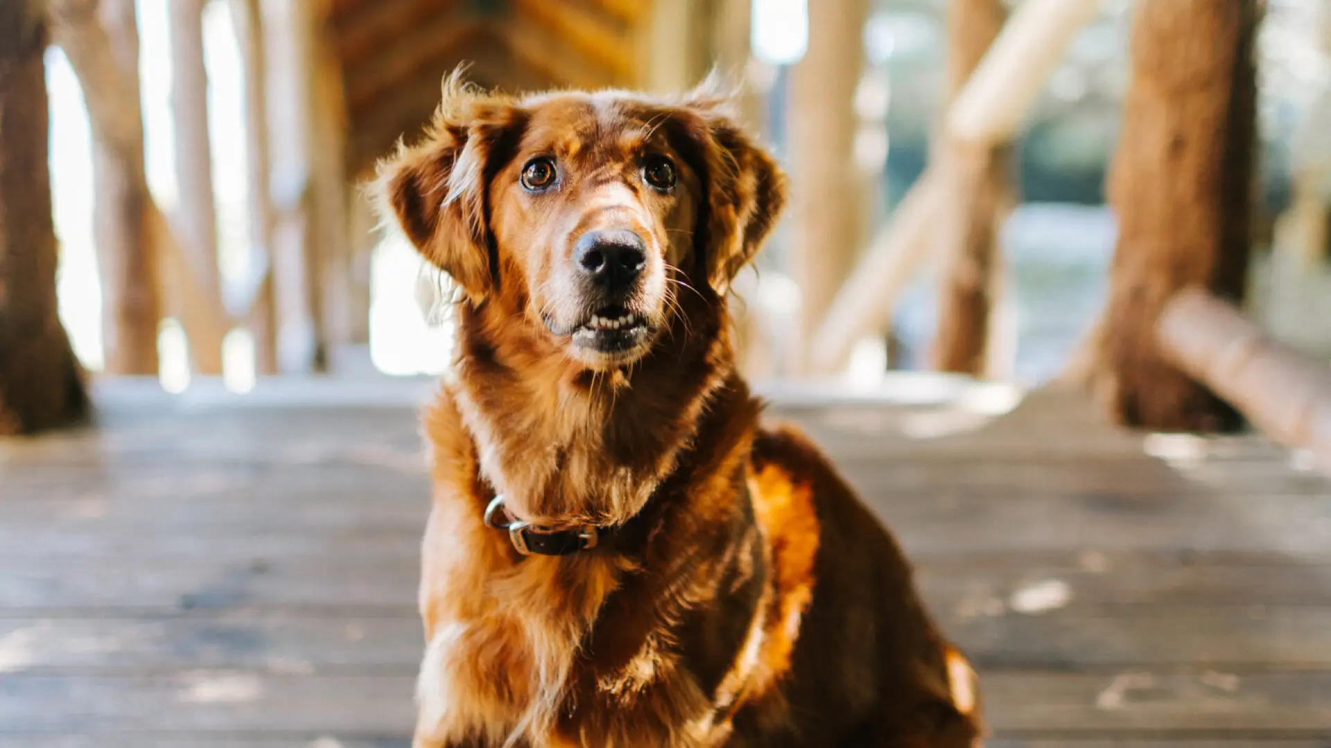a golden retriever at a resort. 