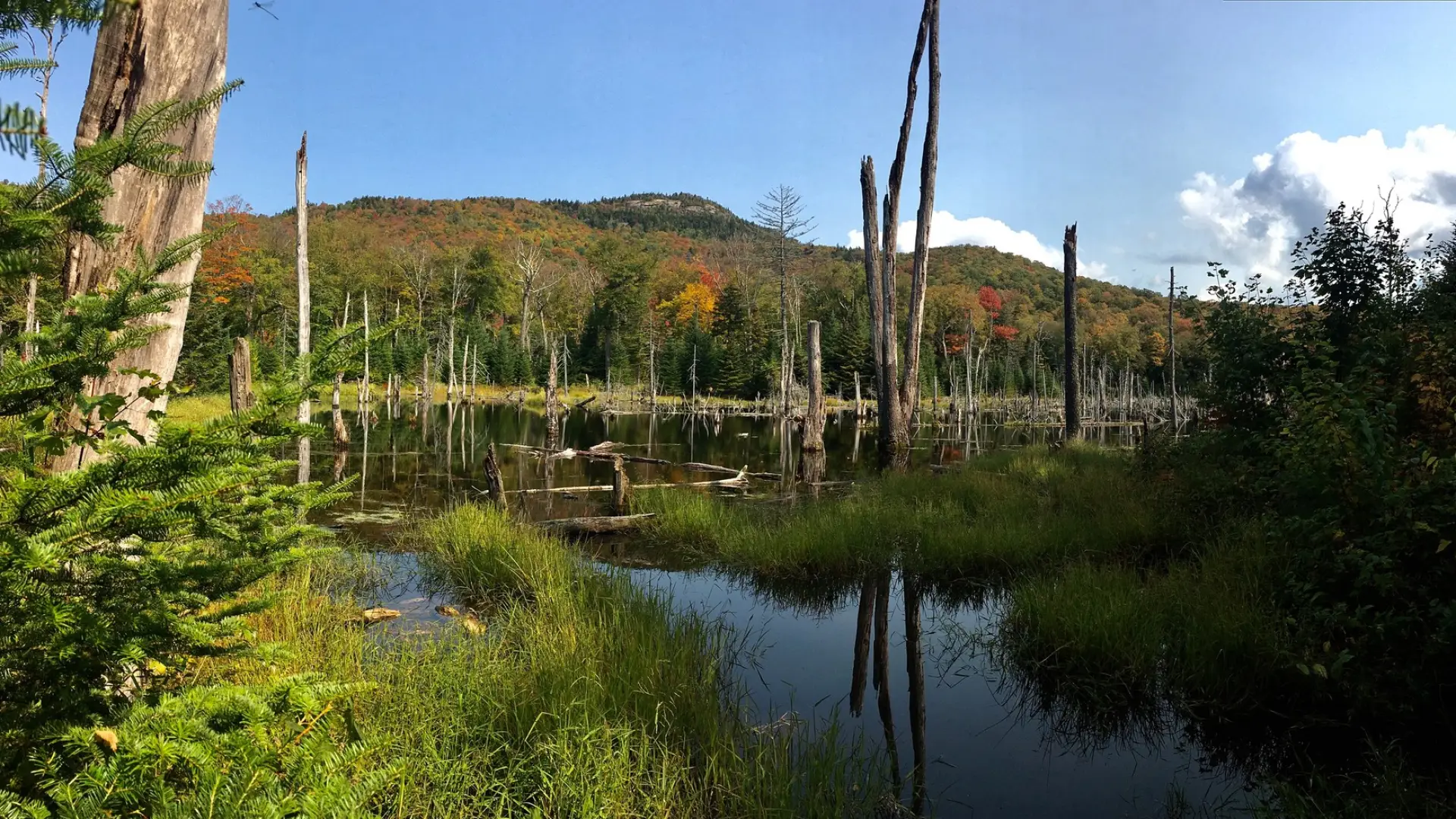 View of a marsh from the trail