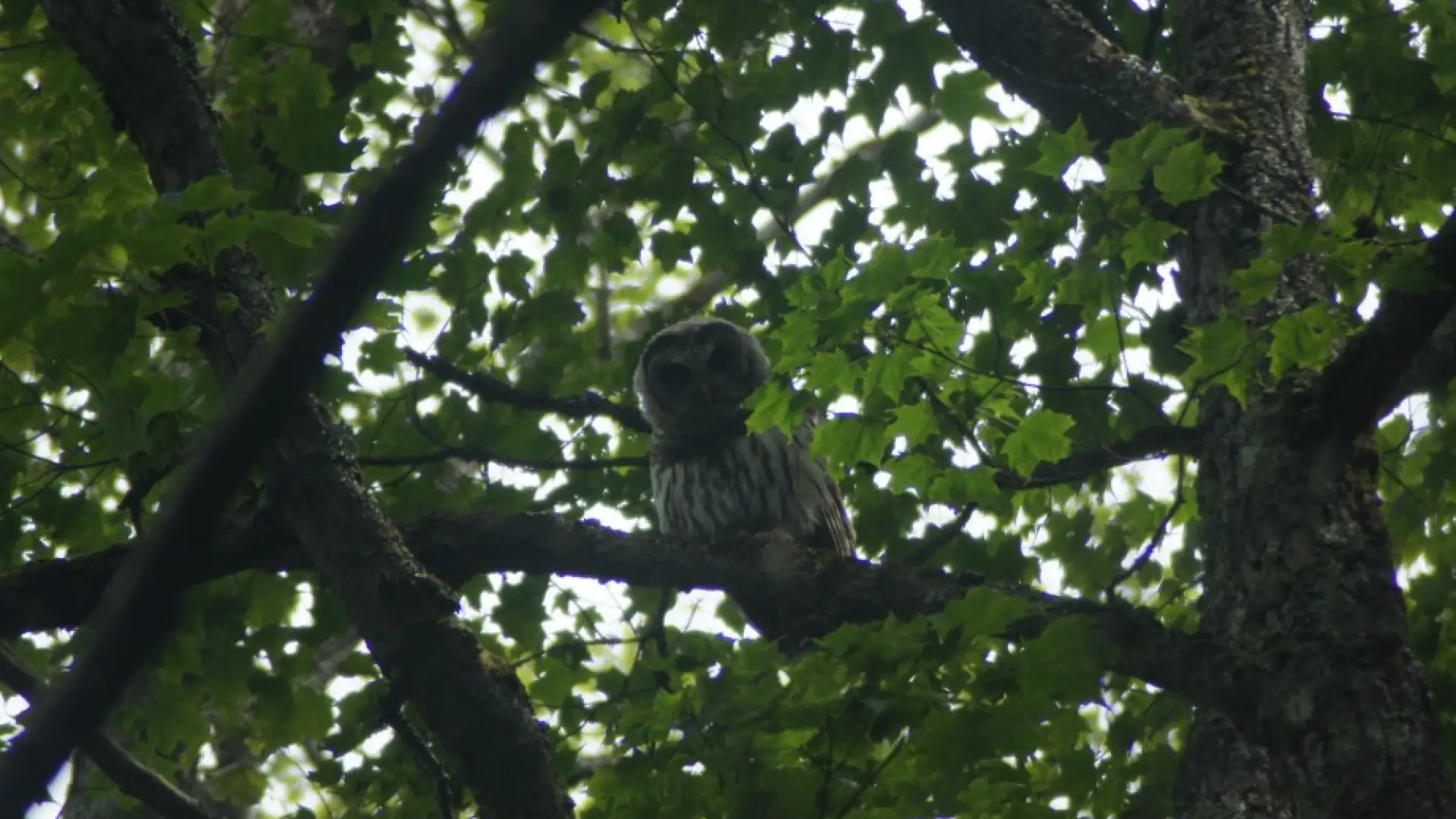 Young Barred owl - St. Regis Mt.