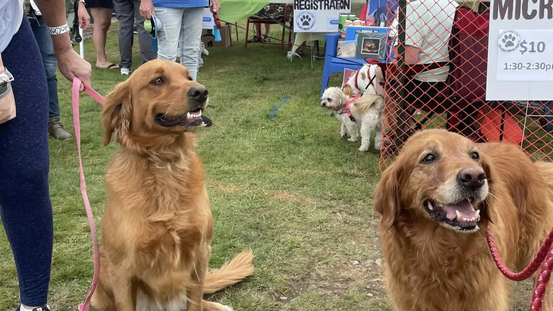 Two golden retrievers enjoy Bark in the Park.