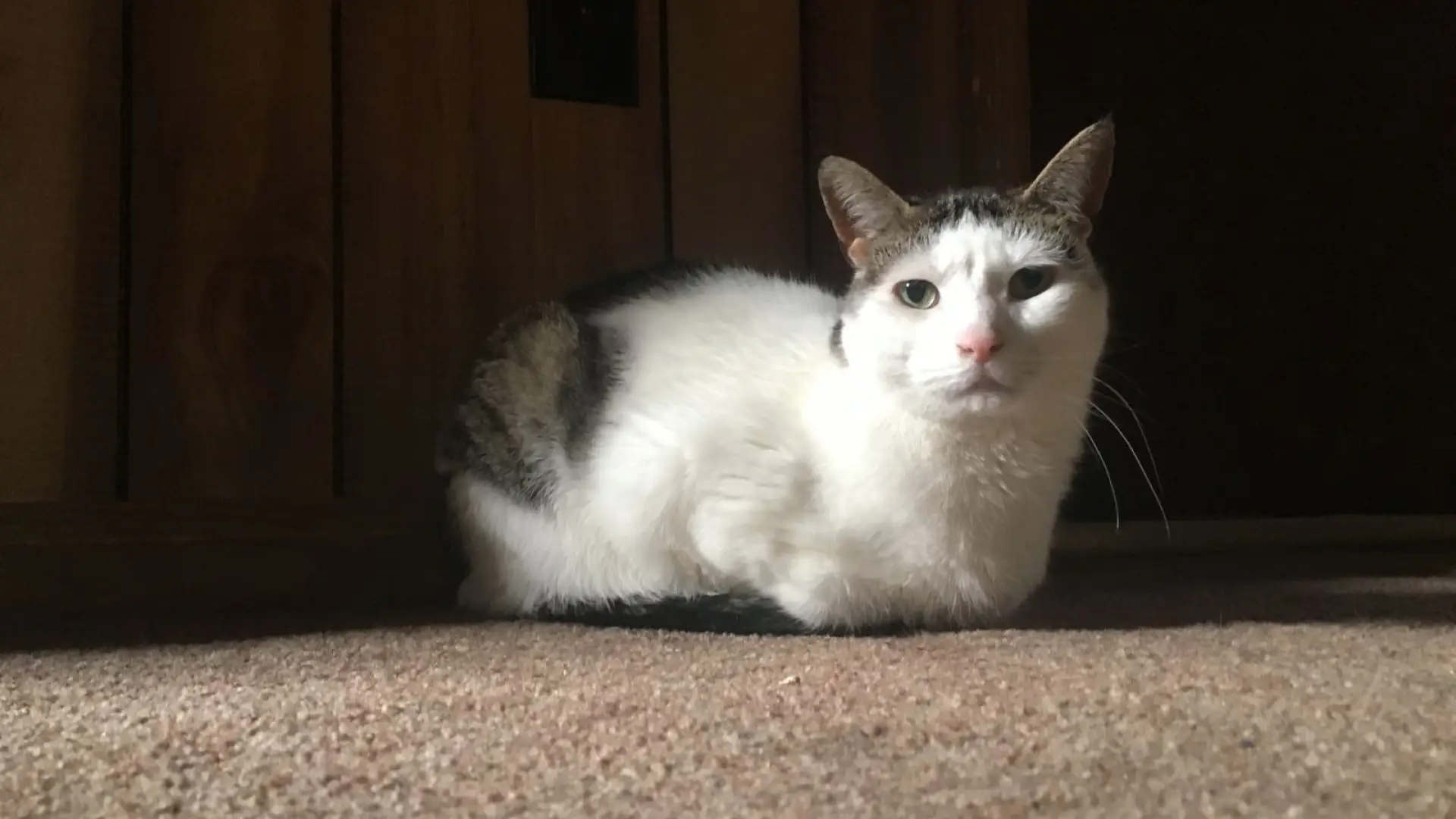 OH HAI