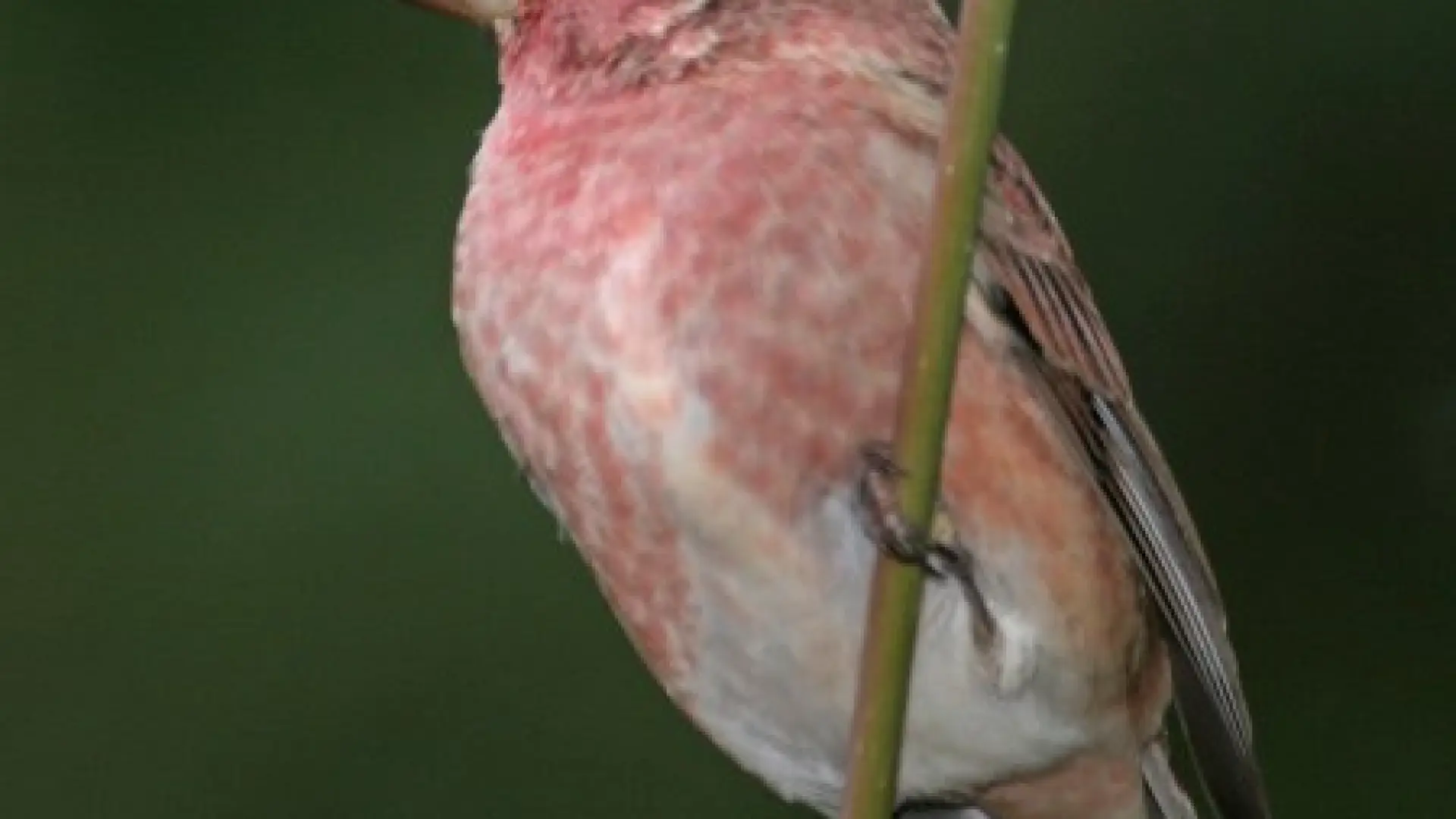 Male Purple Finch by Larry Master
