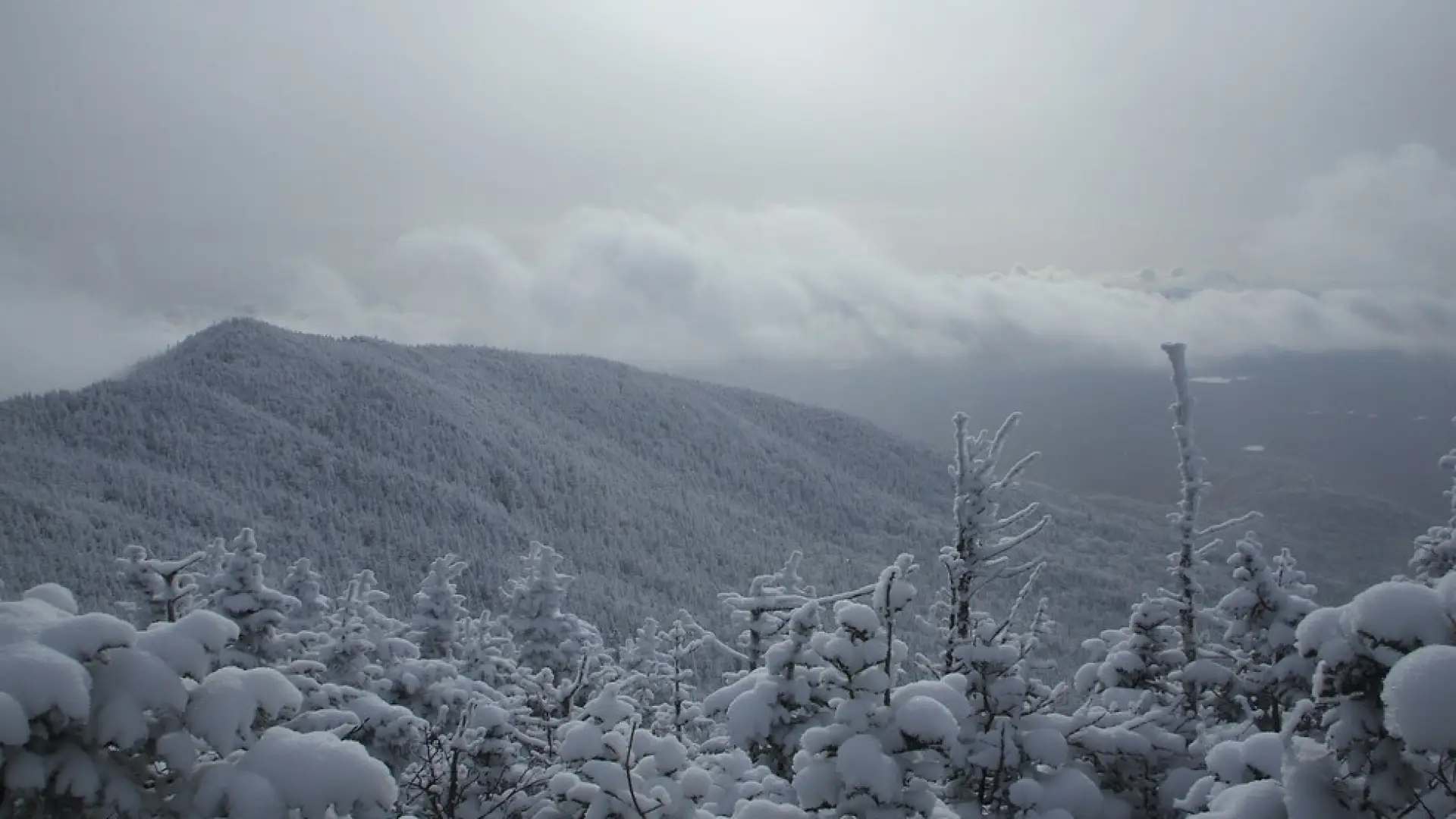 A snowy mountain range with evergreen trees