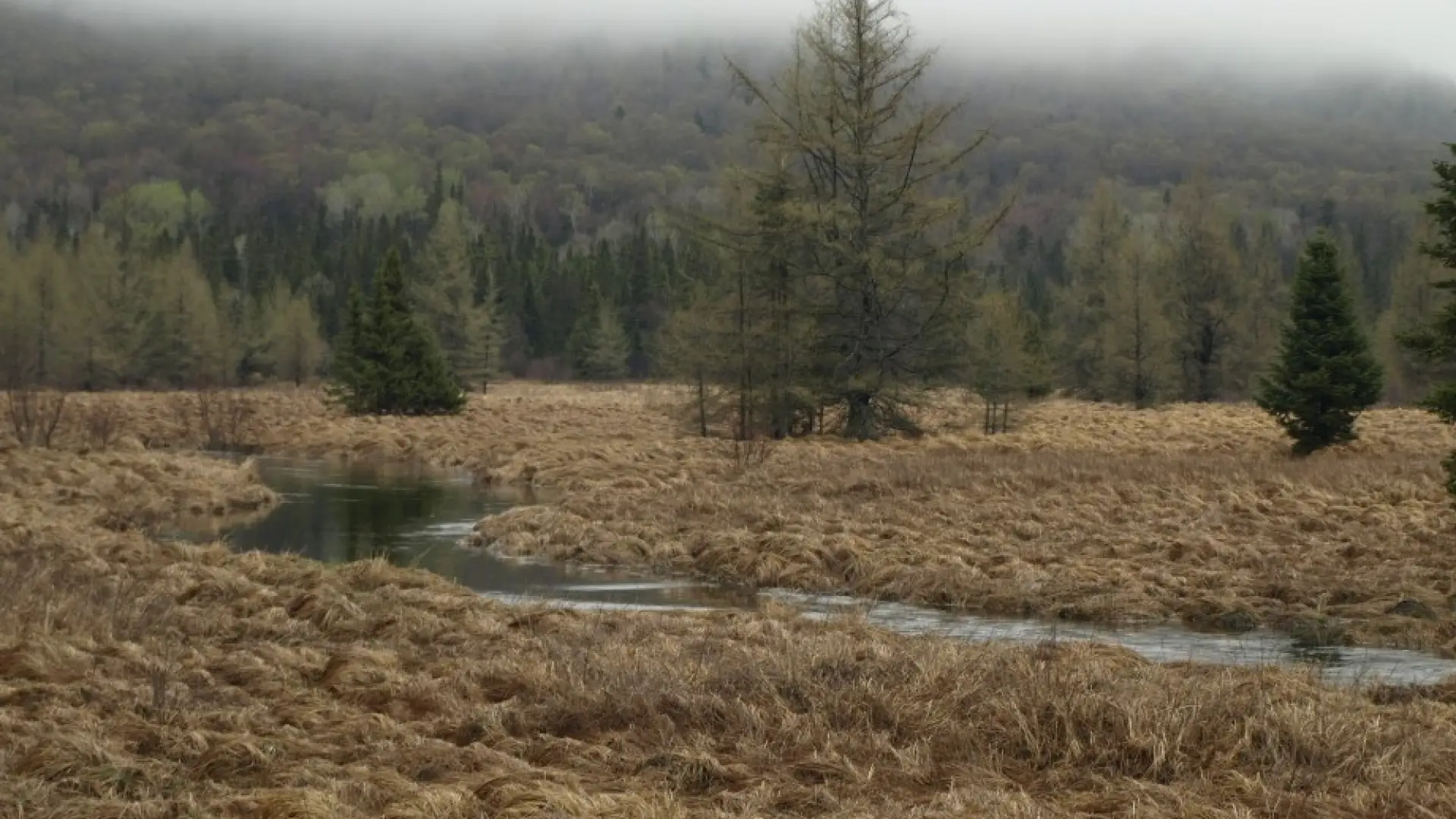 South Meadow