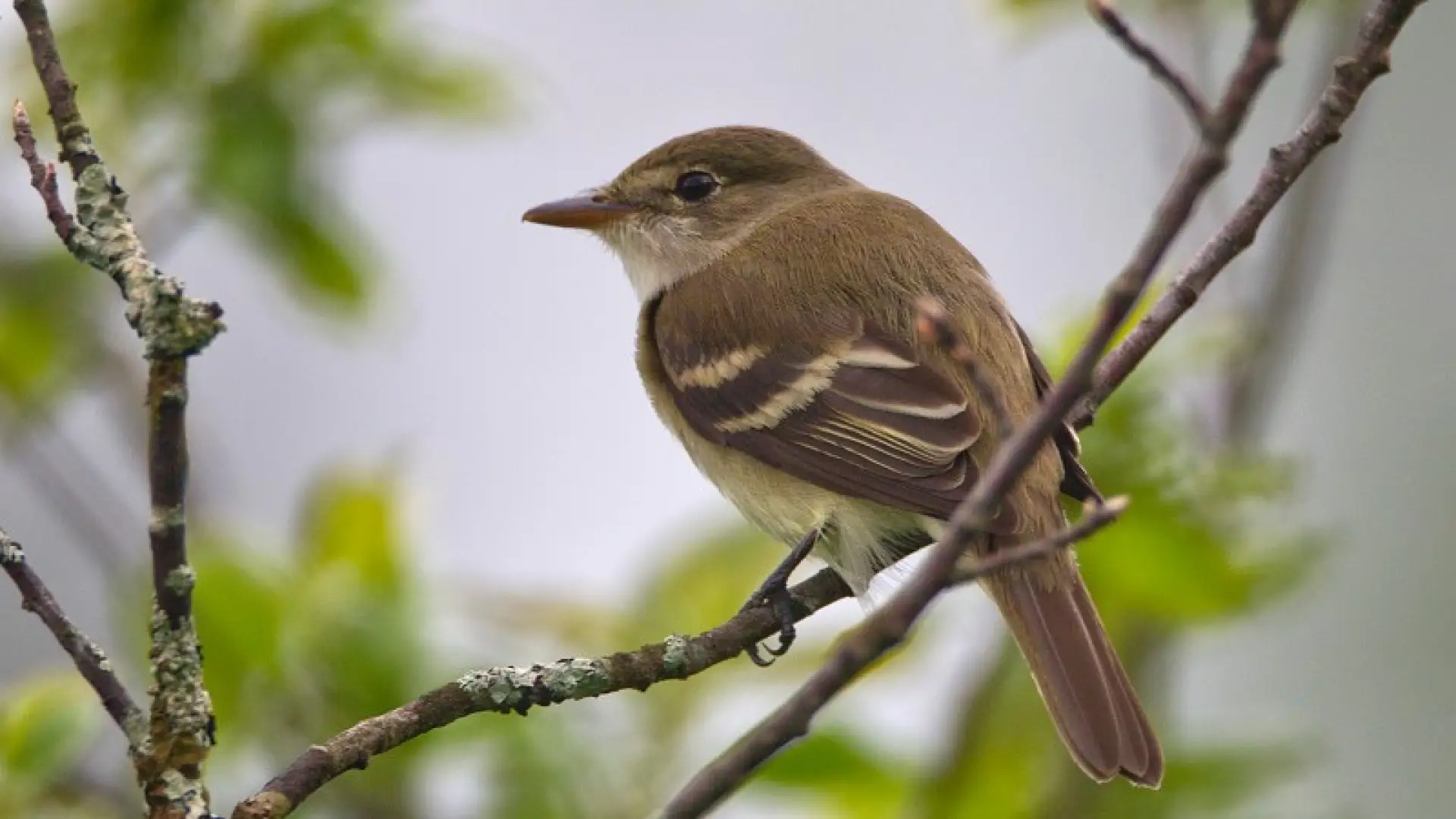 Alder Flycatcher - Larry