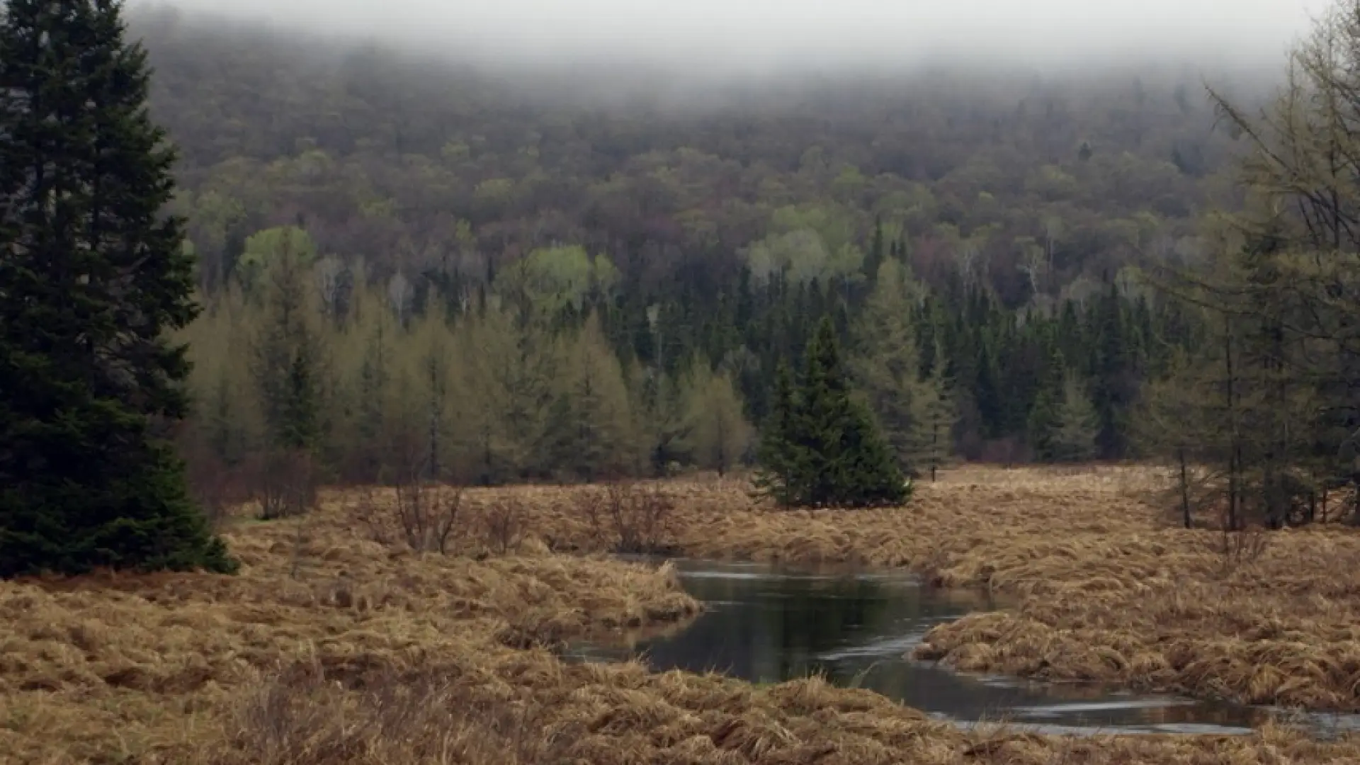Abundant water sources and vegetation the way birds like.