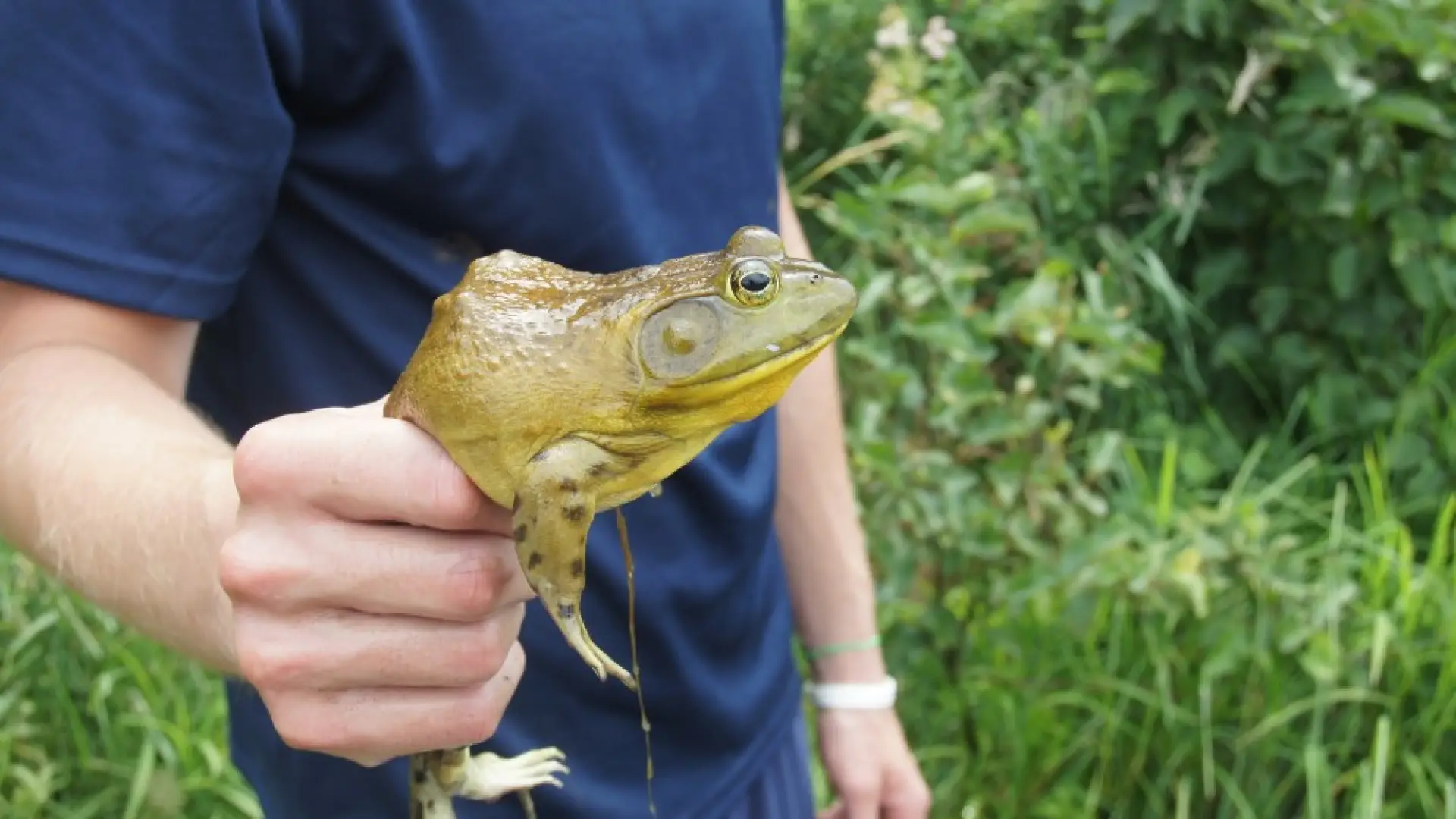 Bullfrog Moody Pond