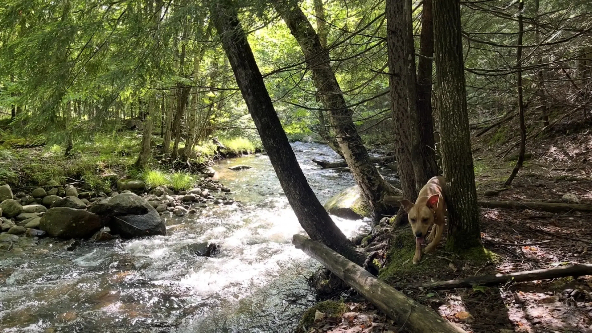 A happy pup plays by the brook.