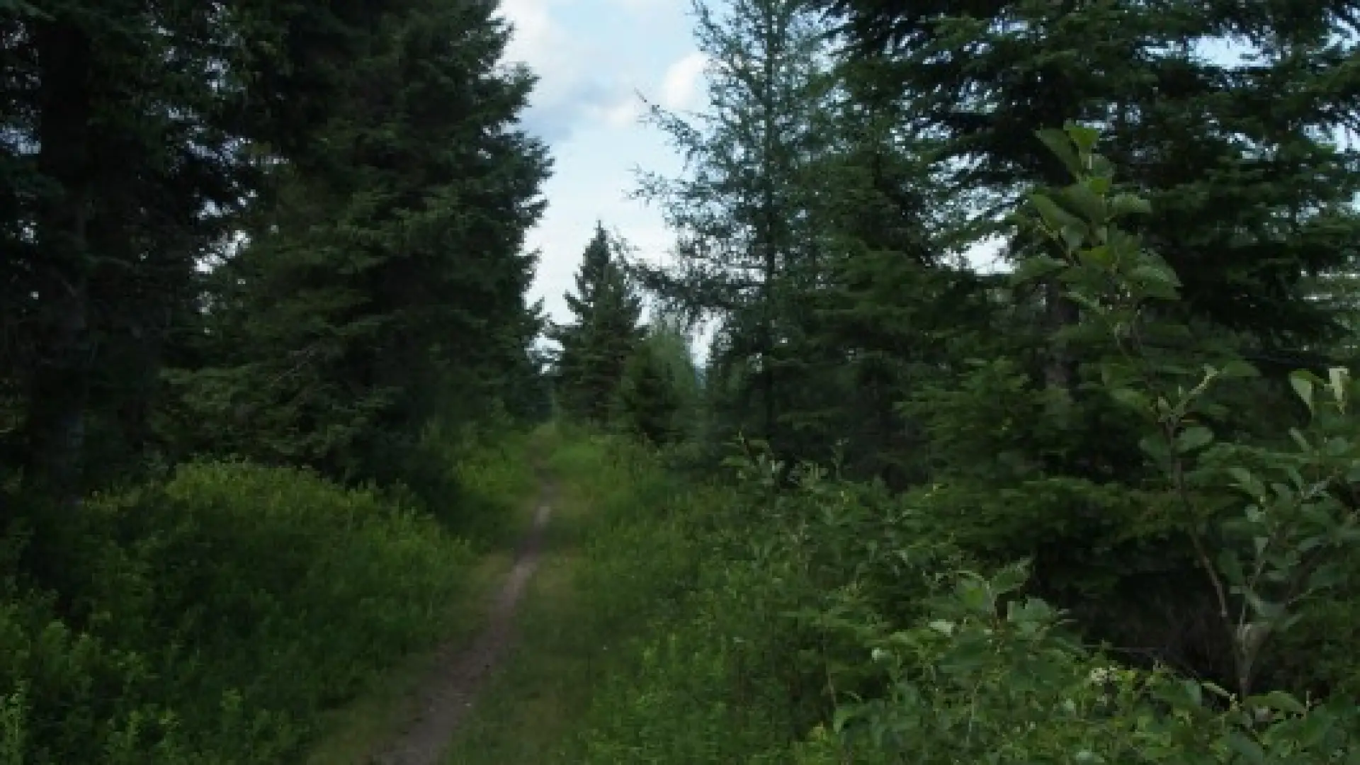 The Bloomingdale Bog Trail