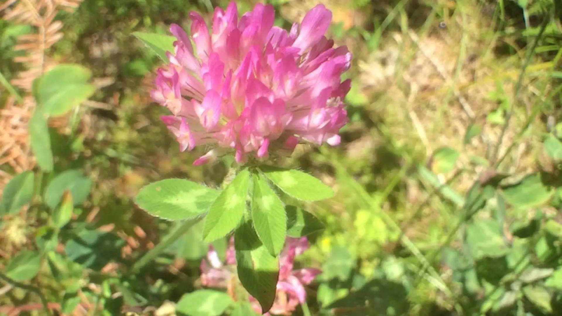 A ubiquitous flower favorite, red clover (Trifolium pratense), which I am informed tastes like green beans. Go ahead! It's non-poisonous.