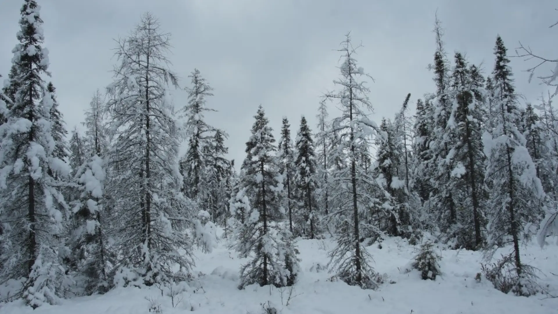 Bloomingdale bog snow