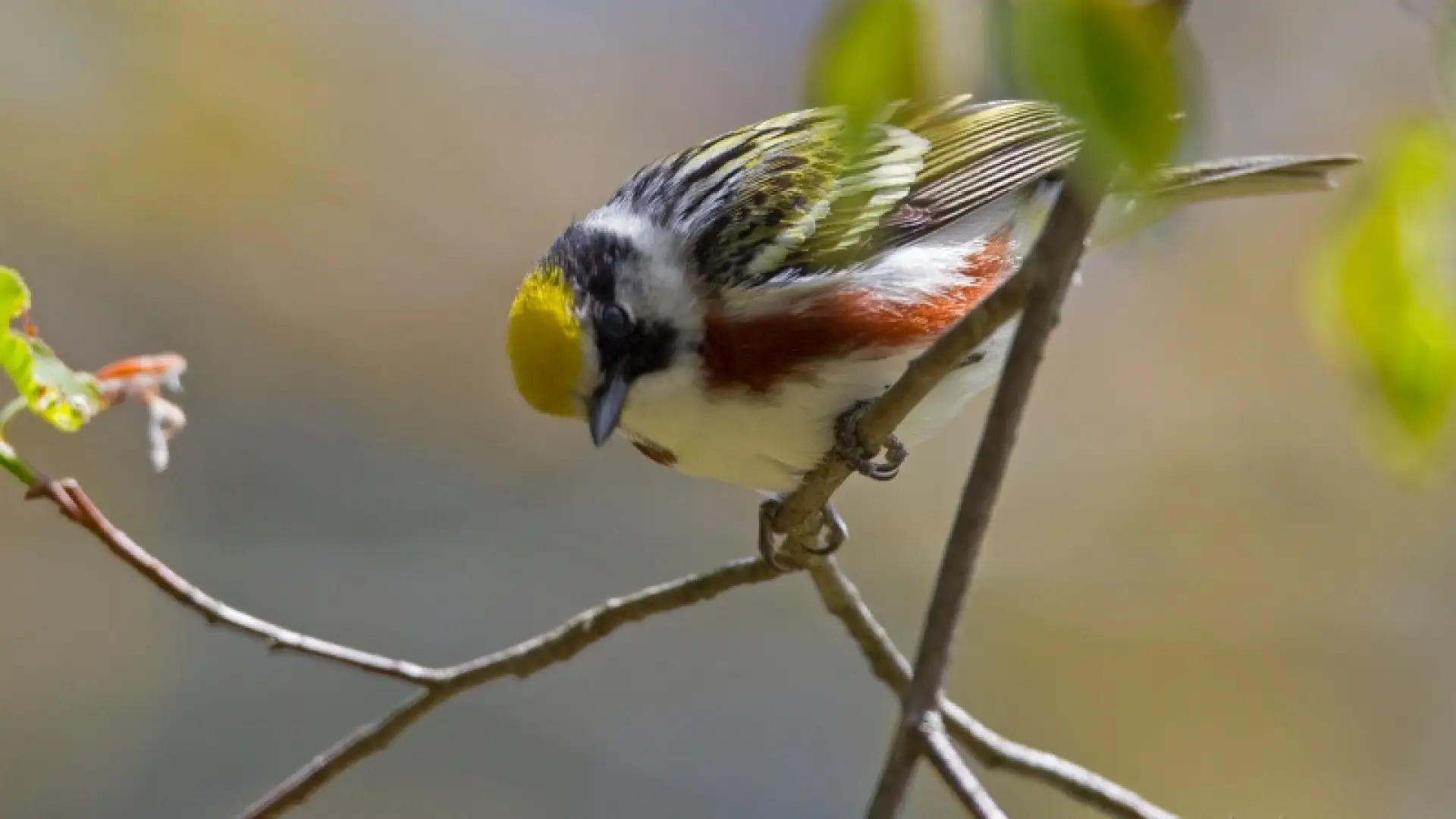 chestnut-sided warbler Larry
