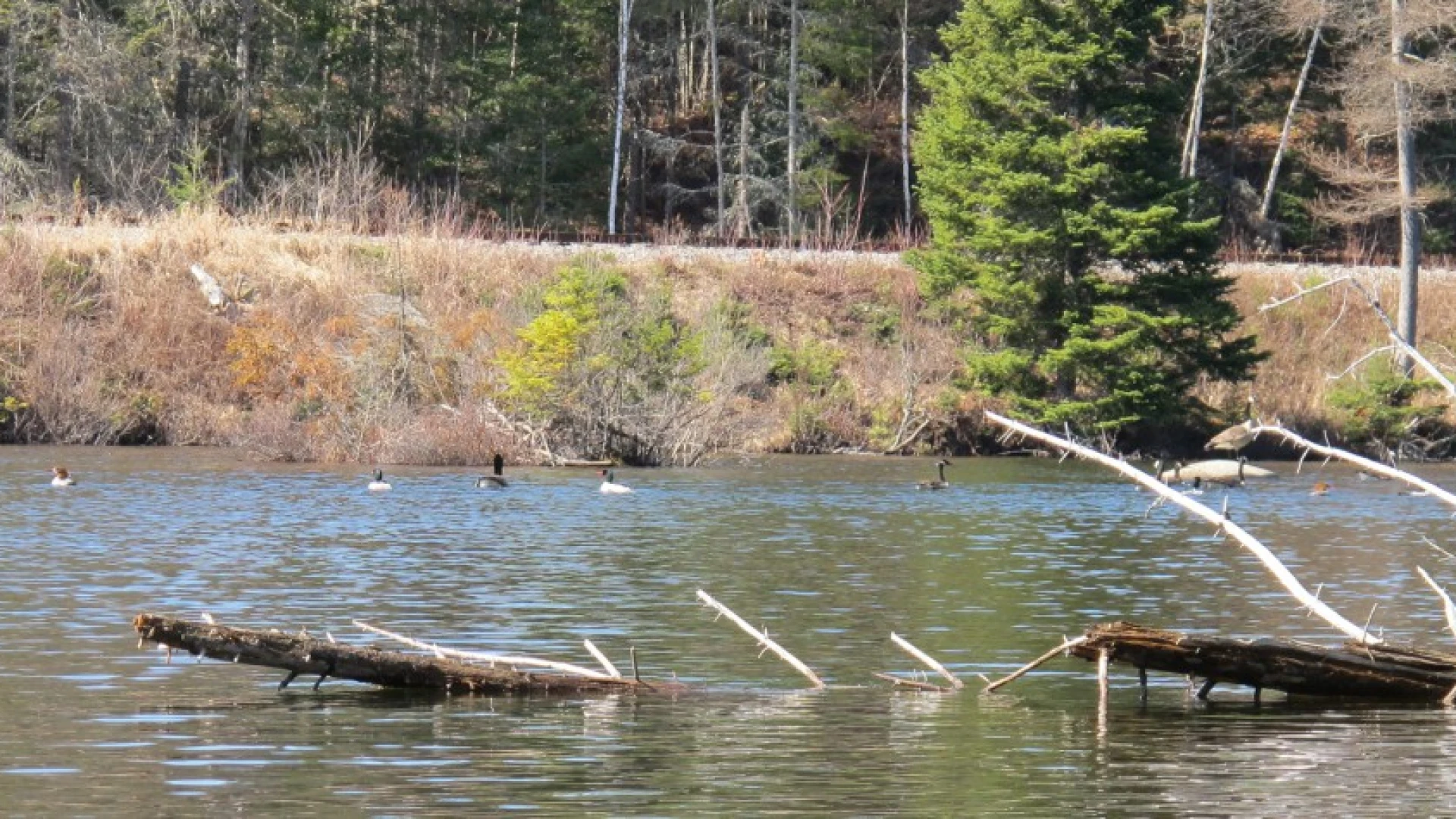 Mergansers and Geese in open water