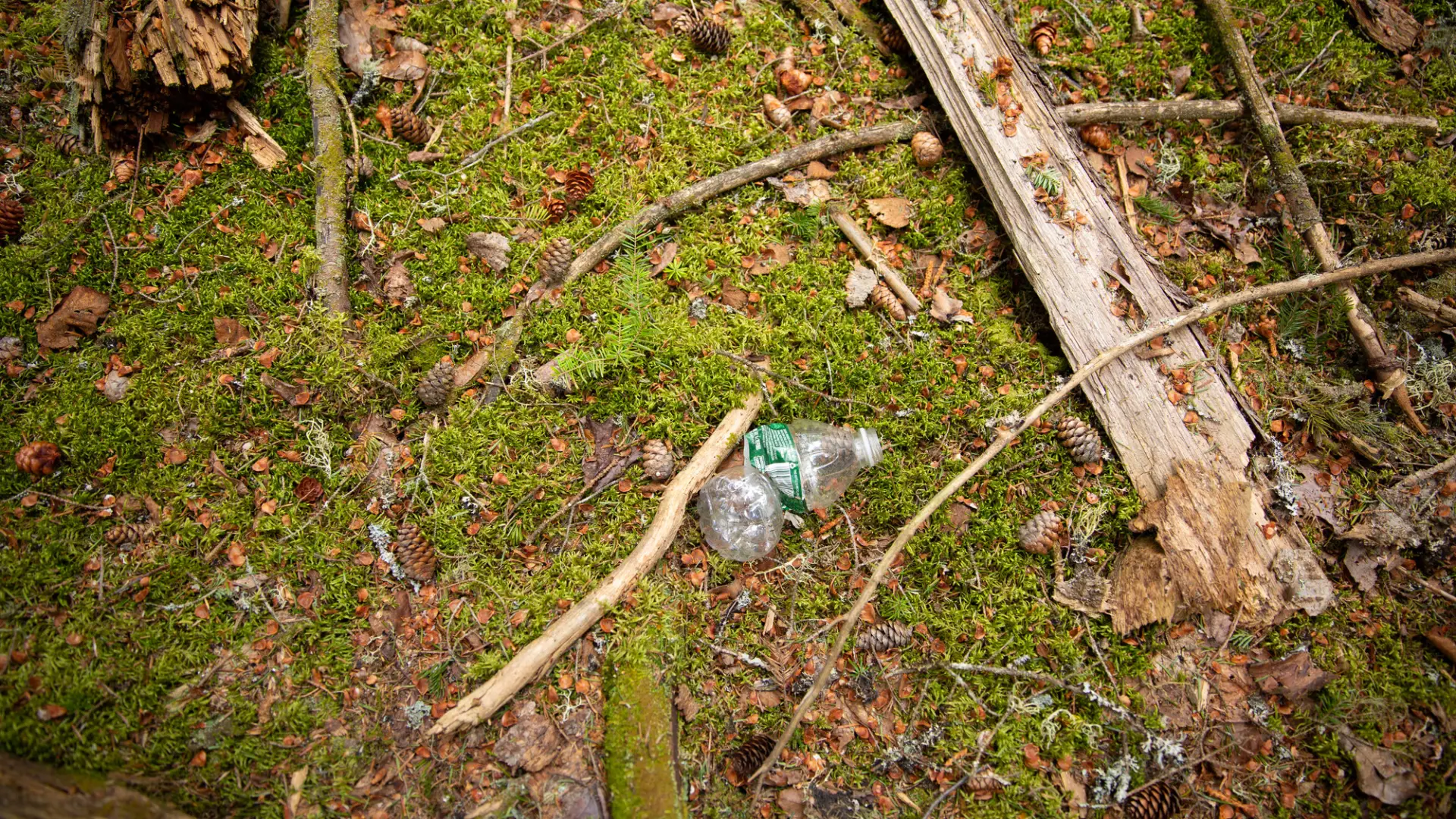 An empty water bottle thrown on the forest floor.