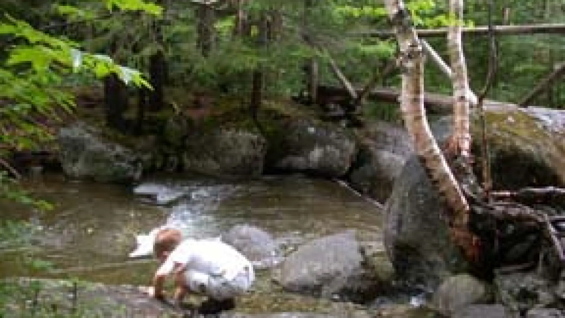 Looking at Nature