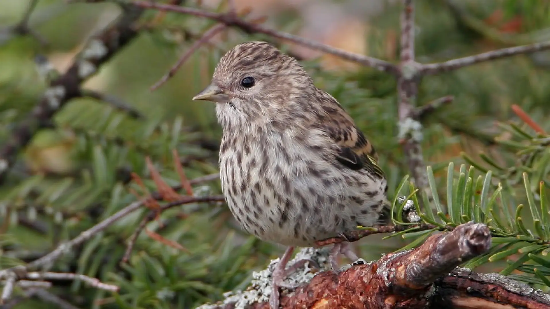 Pine Siskin by Larry Master