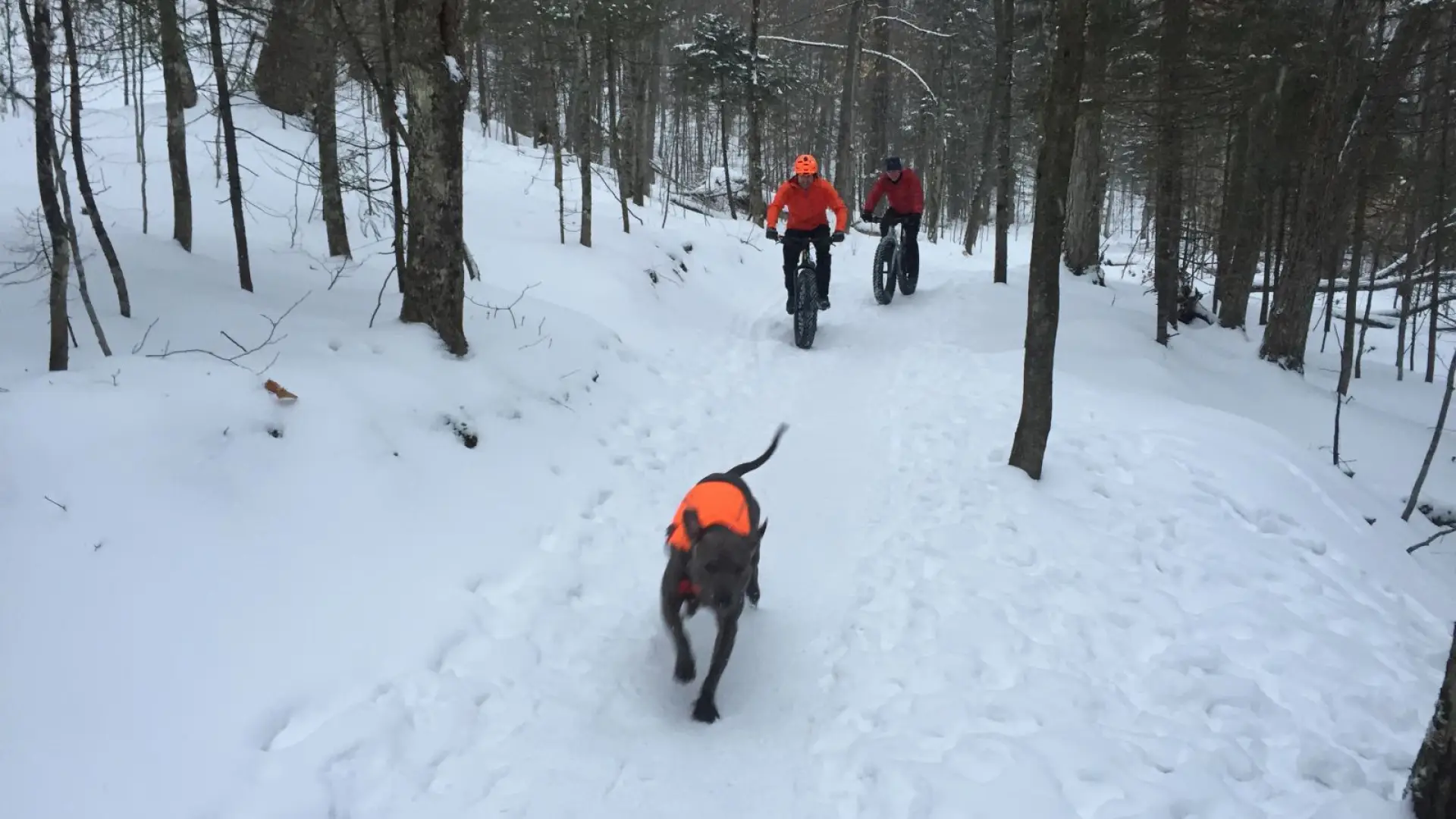 Snow and bikes and dogs, oh my!