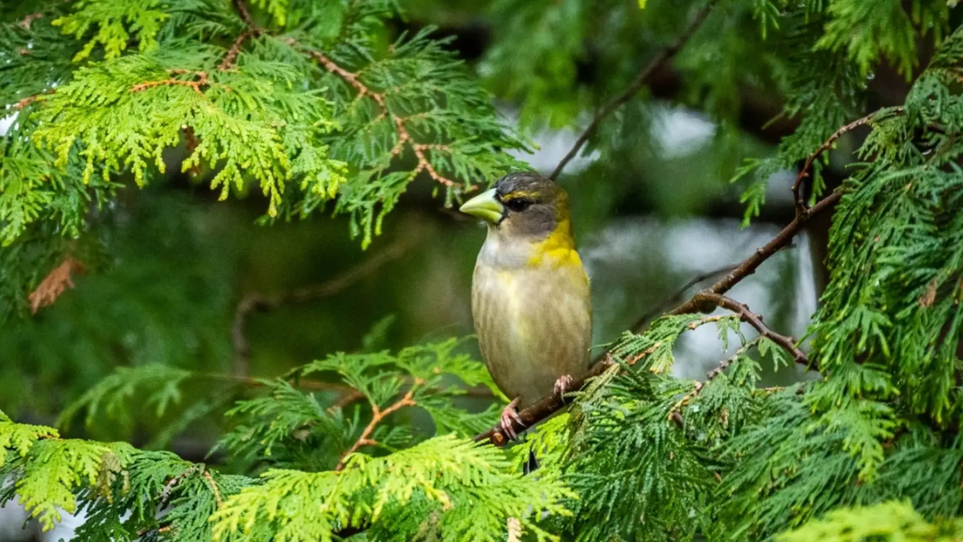 Bird sitting on branch in cedar tree