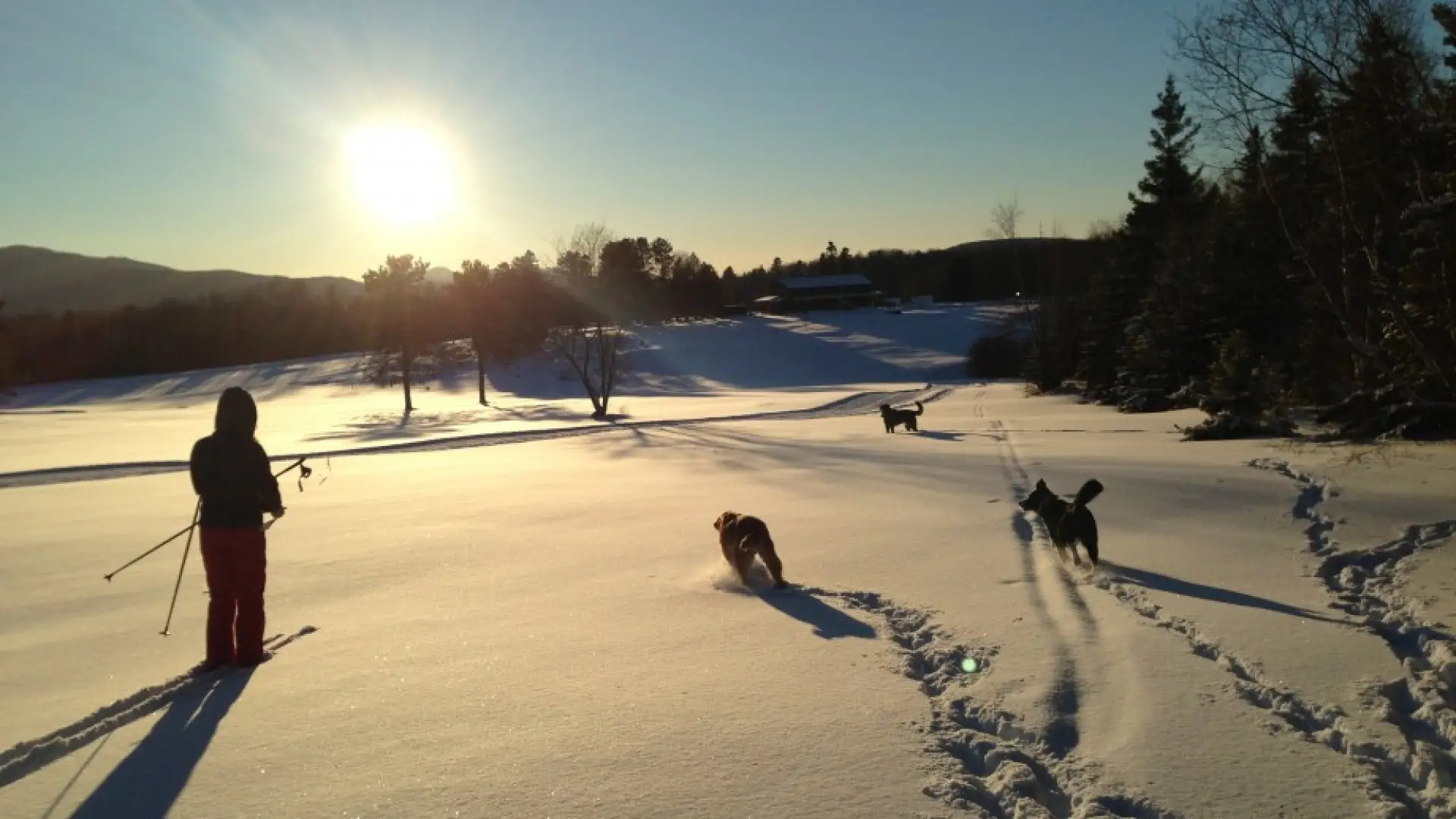 Dogs and Skiers enjoying the beauty of the Jackrabbit Trail