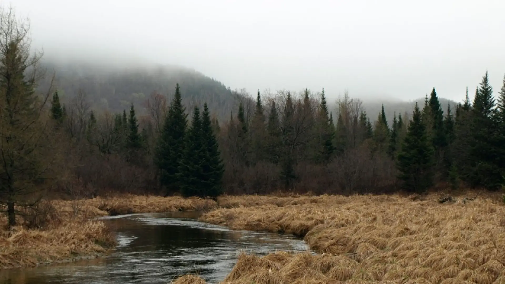A meadow with moving water