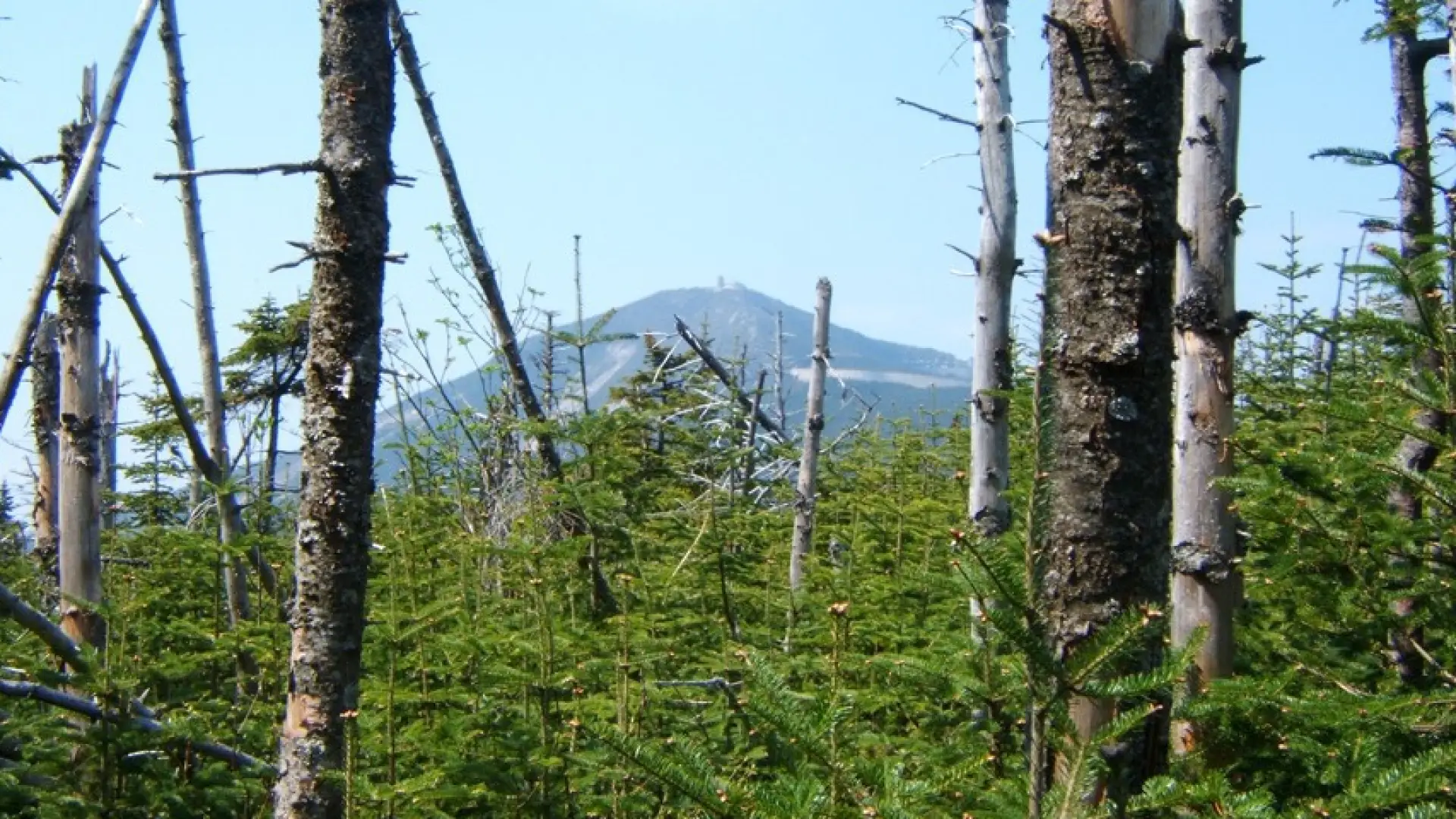 There are views from the wooded summit on Esther Mountain.