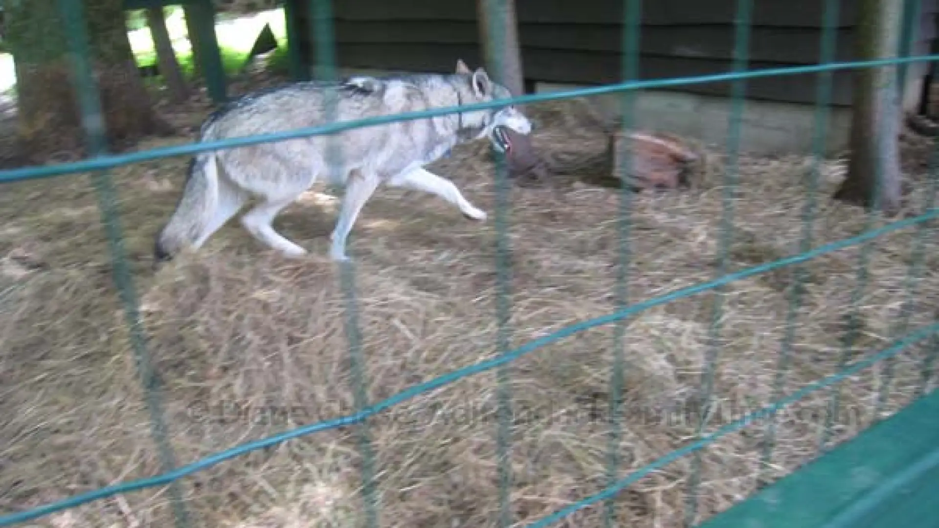 Refuge Center wolf