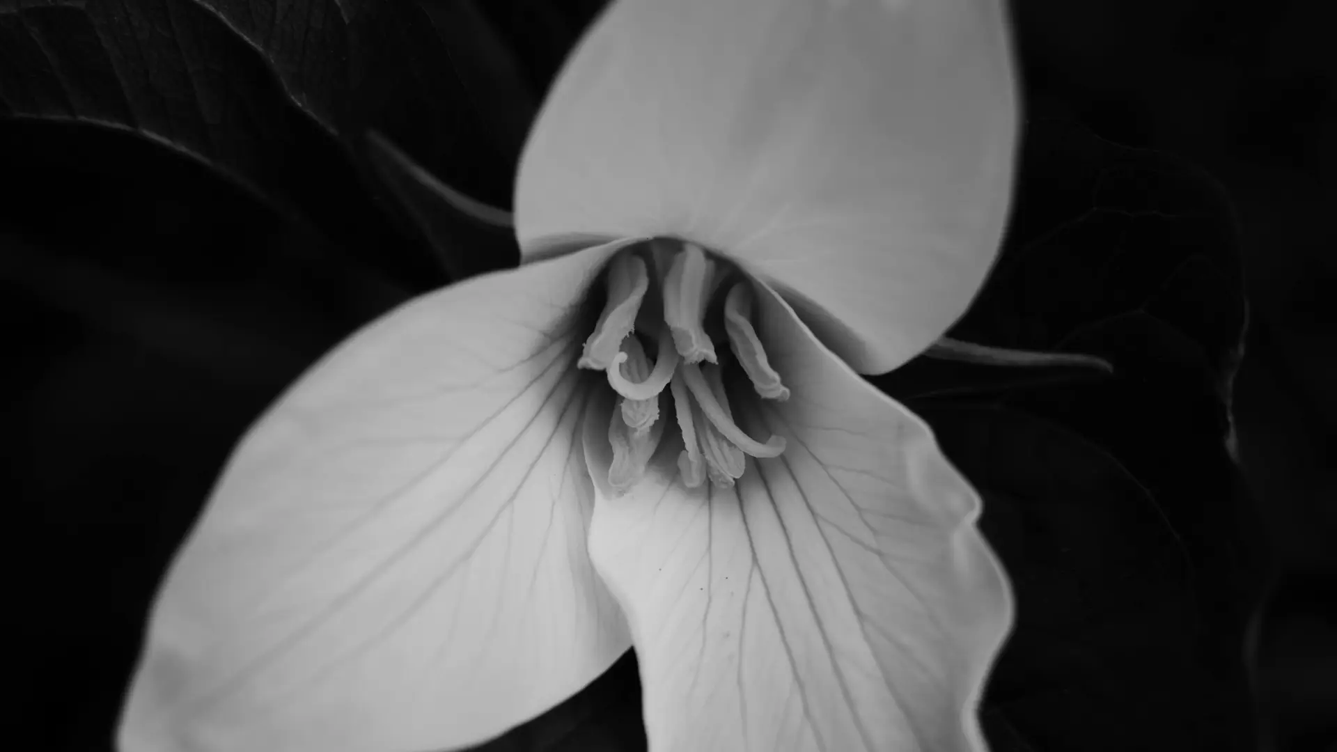 Black and white stock image of a Trillium flower