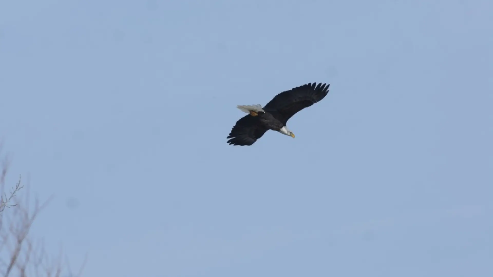 bald eagle