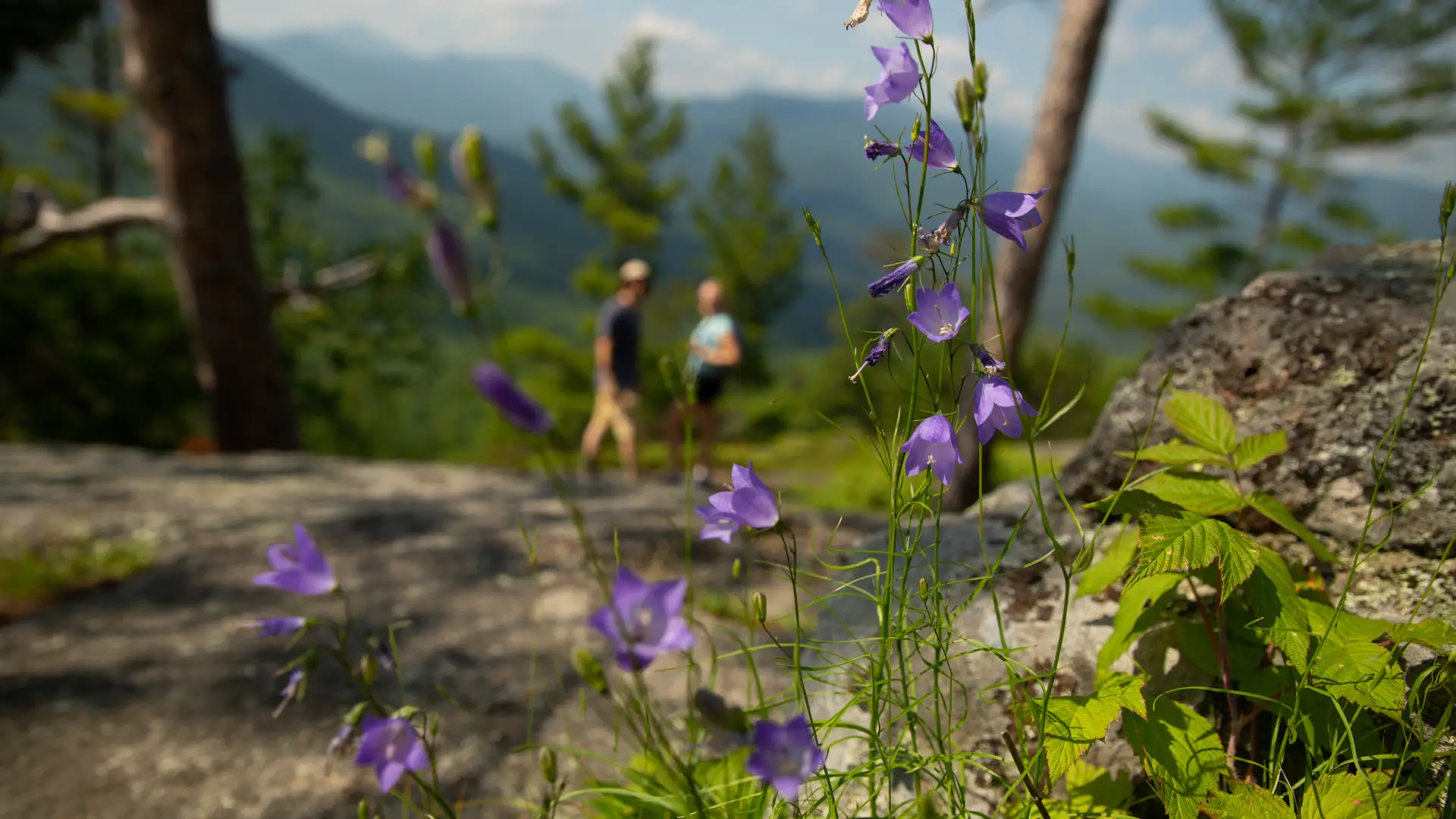 Explore the summit wildflowers and the expansive view.