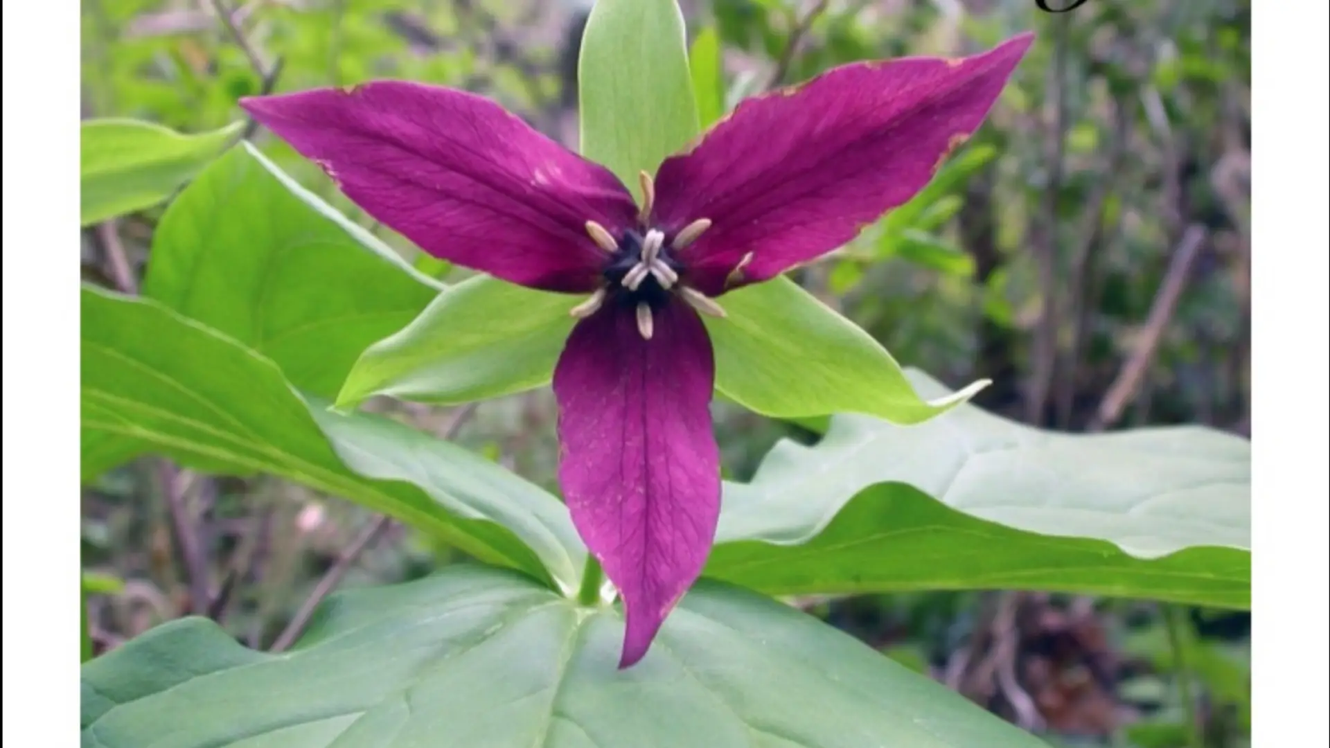 Fuchsia colored trillium flower and leaves on white background with black text providing details about upcoming Trillium Chamber Players concert